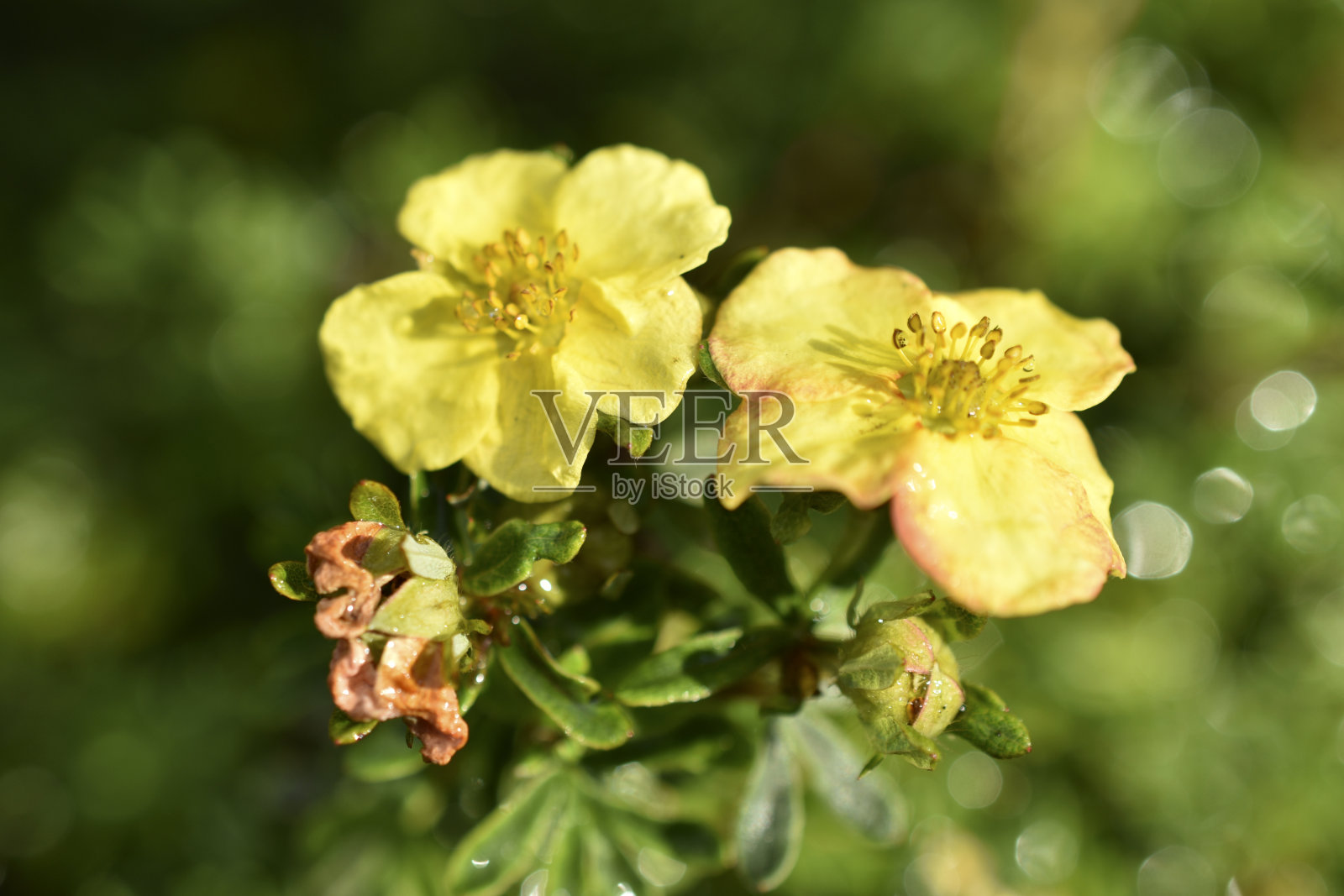 大戟灌木的黄色花。五叶茶树灌木照片摄影图片