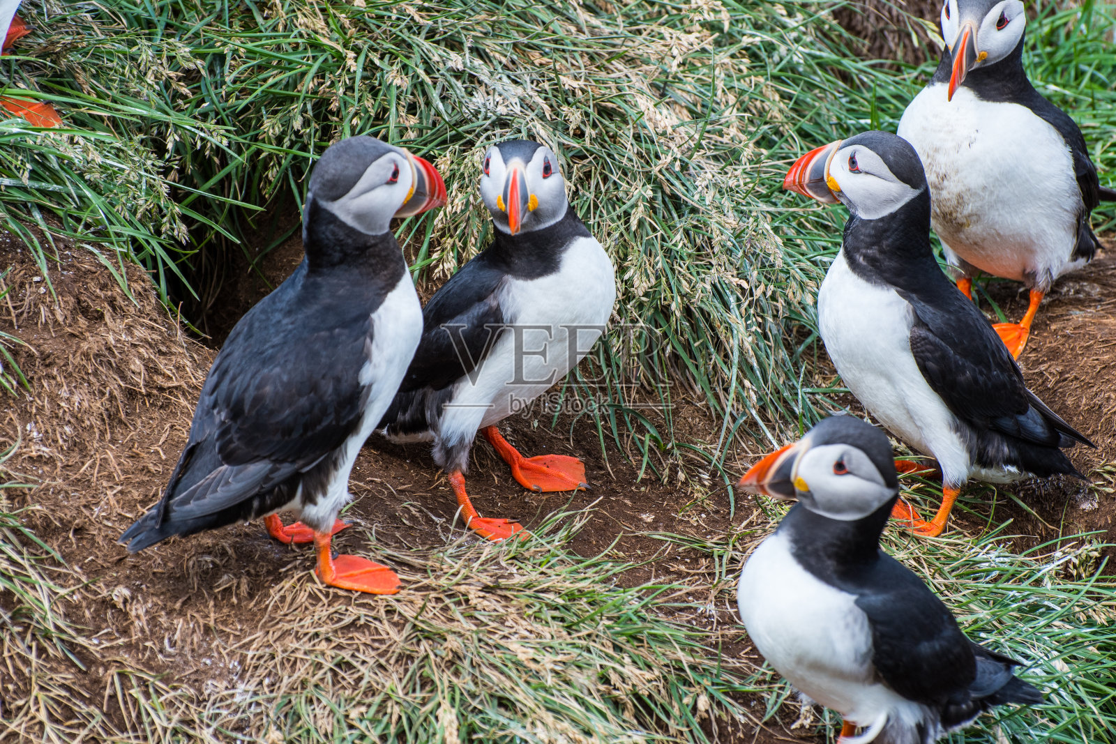 在冰岛的Borgarfjordur Eystri的Hafnarholmi美丽的乡村自然中的海雀照片摄影图片