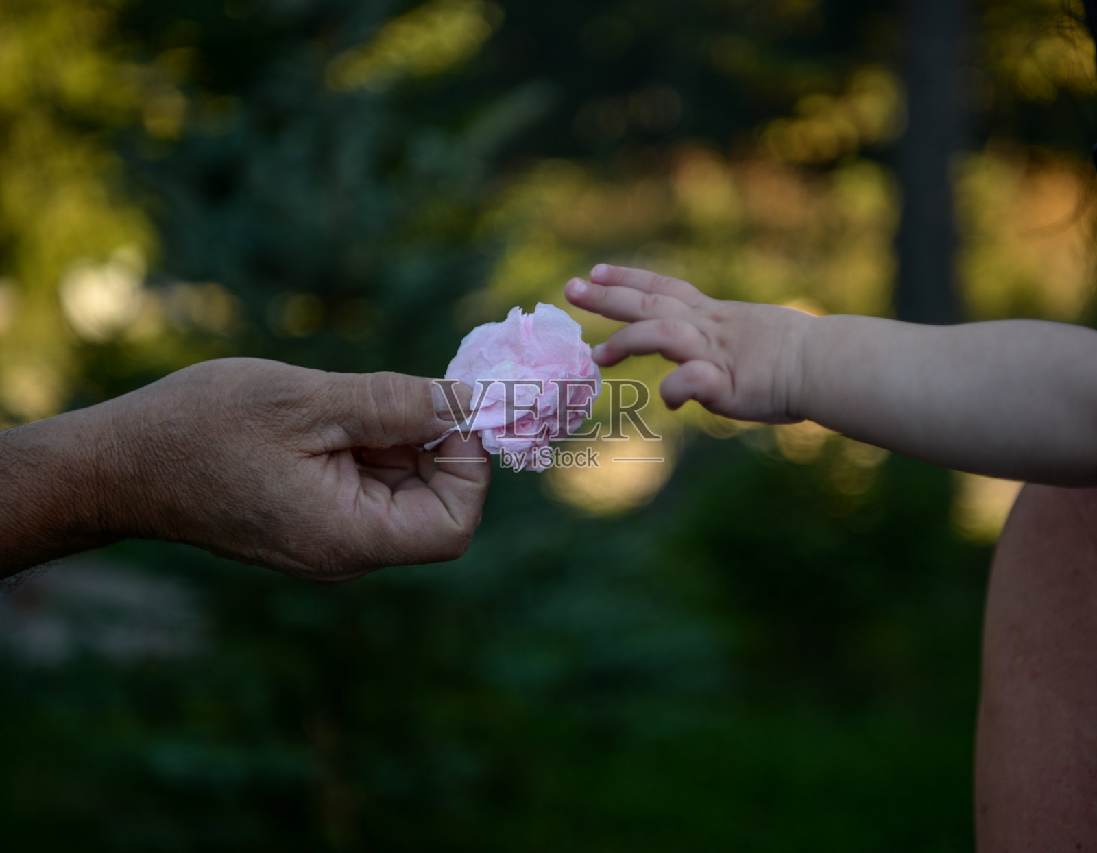 一个男人穿上婴儿鞋，给她一朵花照片摄影图片