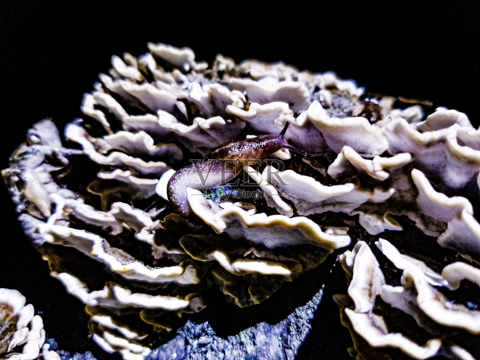 旅行者照片摄影图片