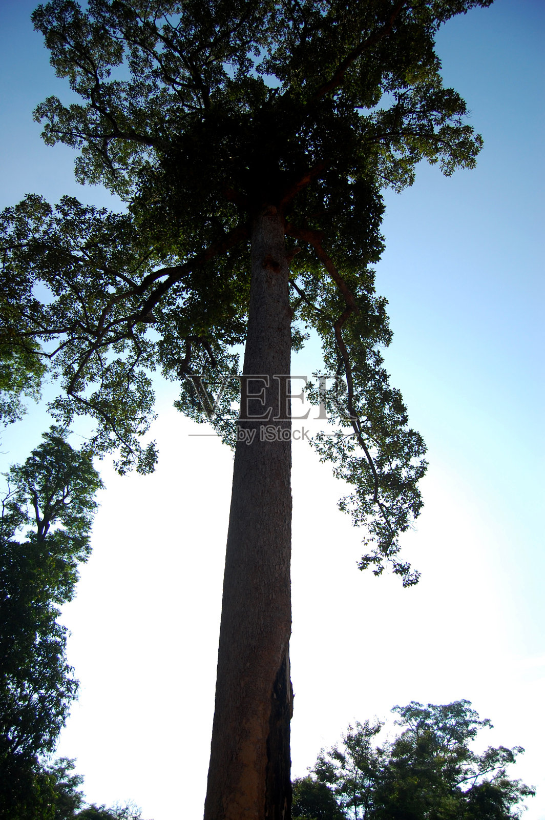 森林丛林中的大柚木热带硬木照片摄影图片