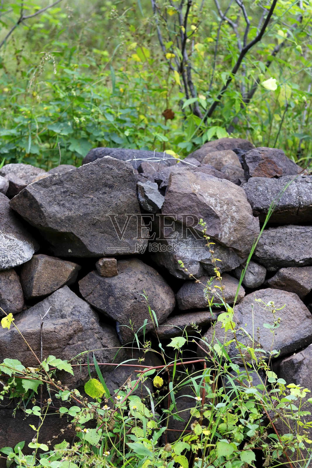 森林里美丽的古老石墙。古老的石墙在秋天穿过森林，森林小径与古老的石墙与苔藓和植被(苔藓，蕨类，草)照片摄影图片