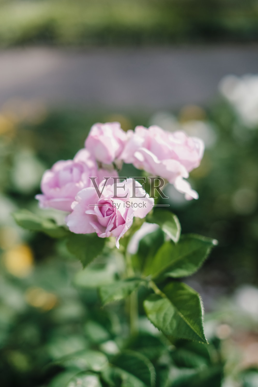 丁香紫色的玫瑰照片摄影图片