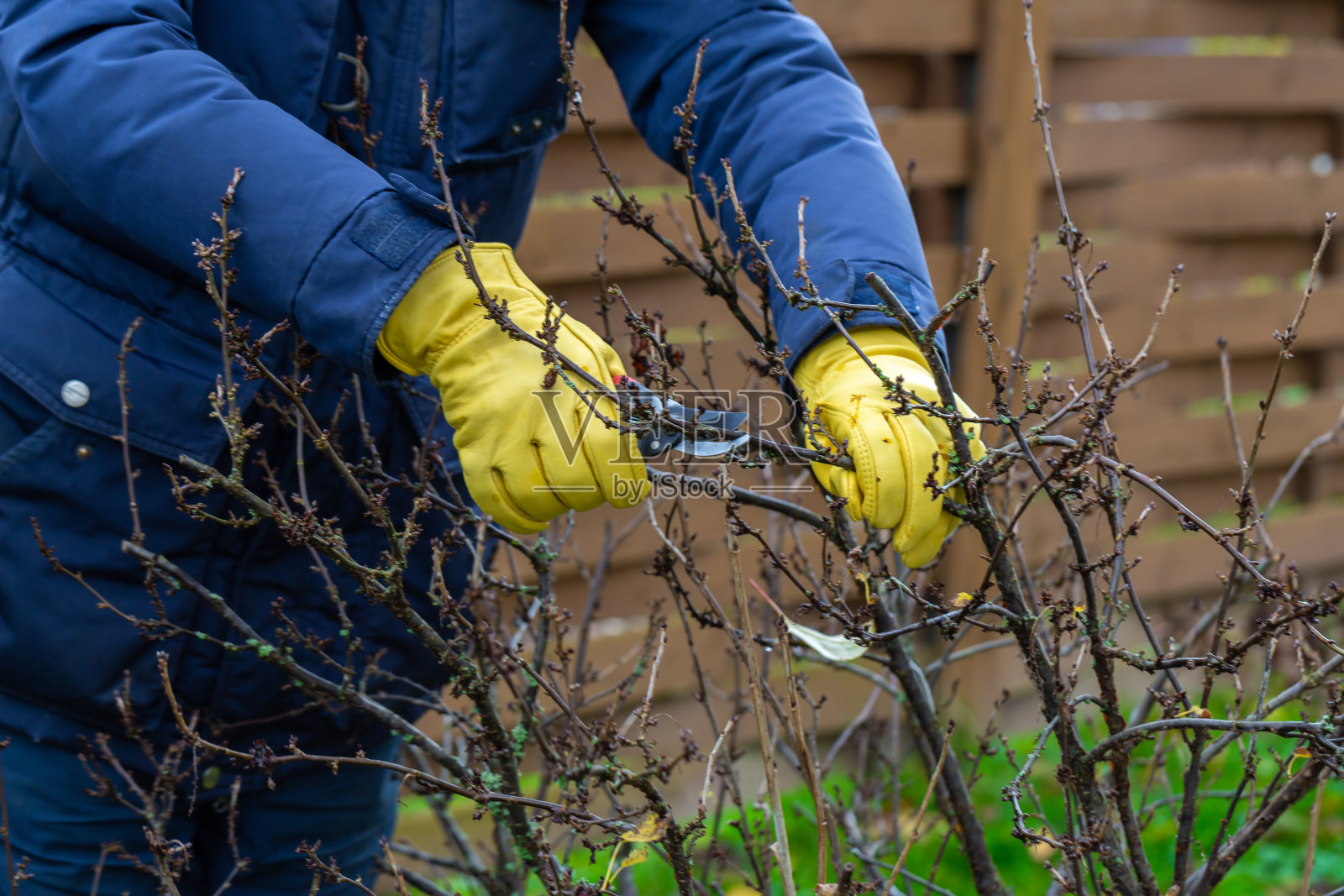 在秋天修剪醋栗丛。园丁手中的修枝机。照片摄影图片
