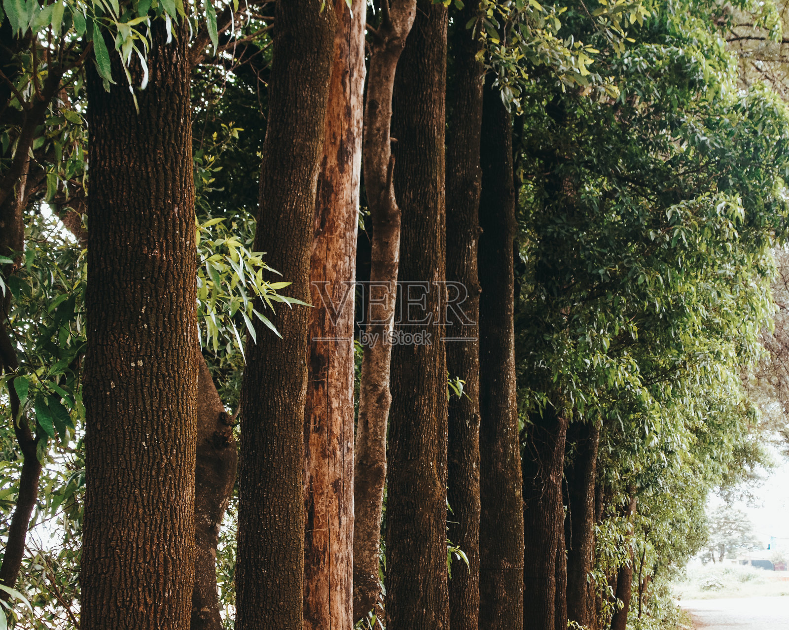 排树照片摄影图片