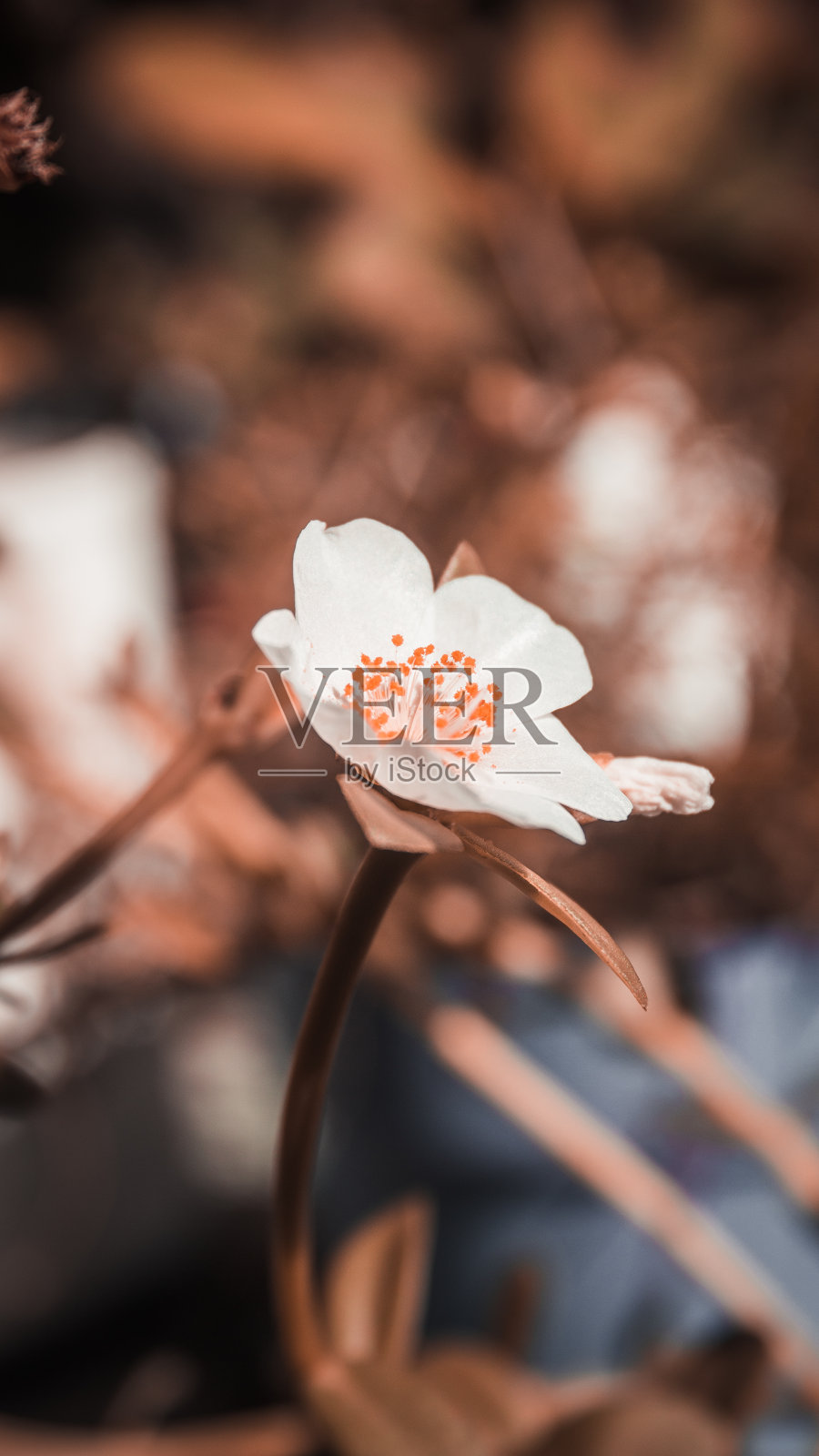 美丽寂寞的白花照片摄影图片