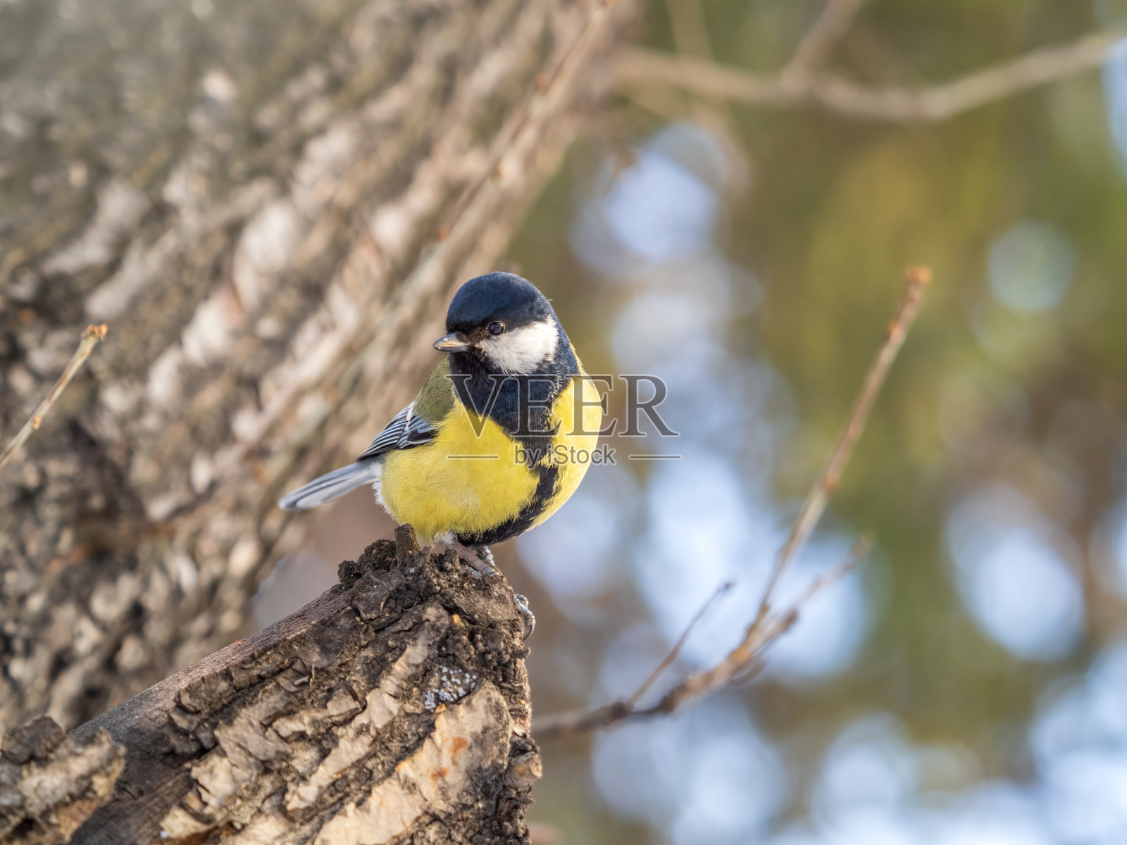 可爱的小鸟大山雀、鸣禽，秋冬时节栖息在无叶的树枝上。照片摄影图片