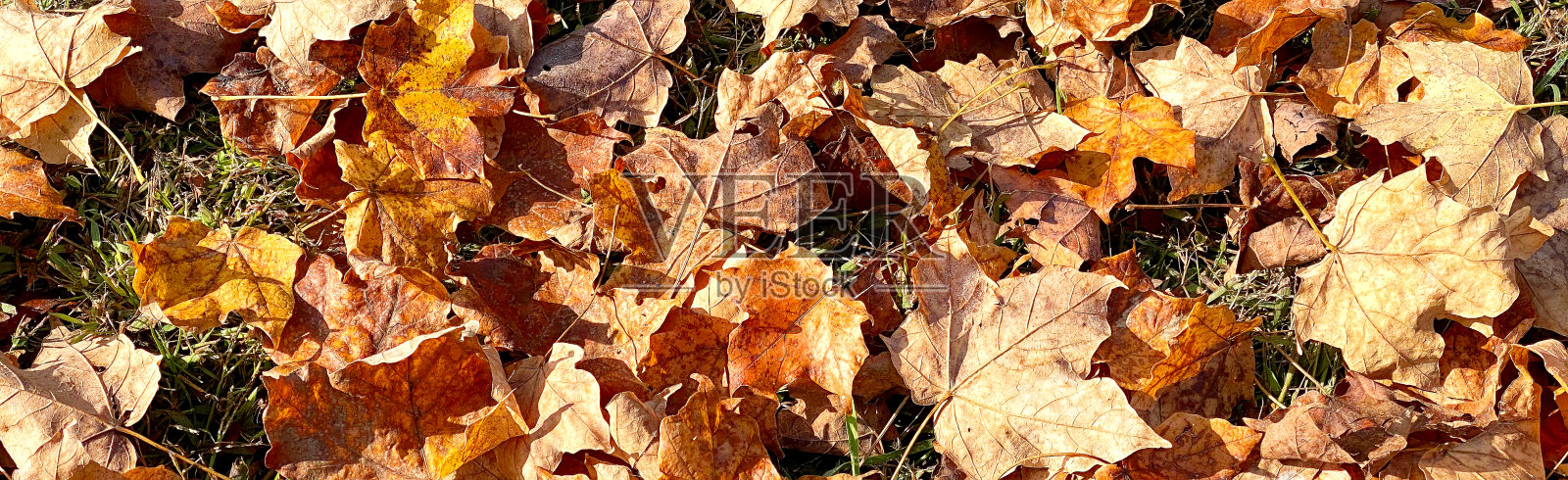 长水平视图秋天秋天橙色和黄色叶子假日背景照片摄影图片