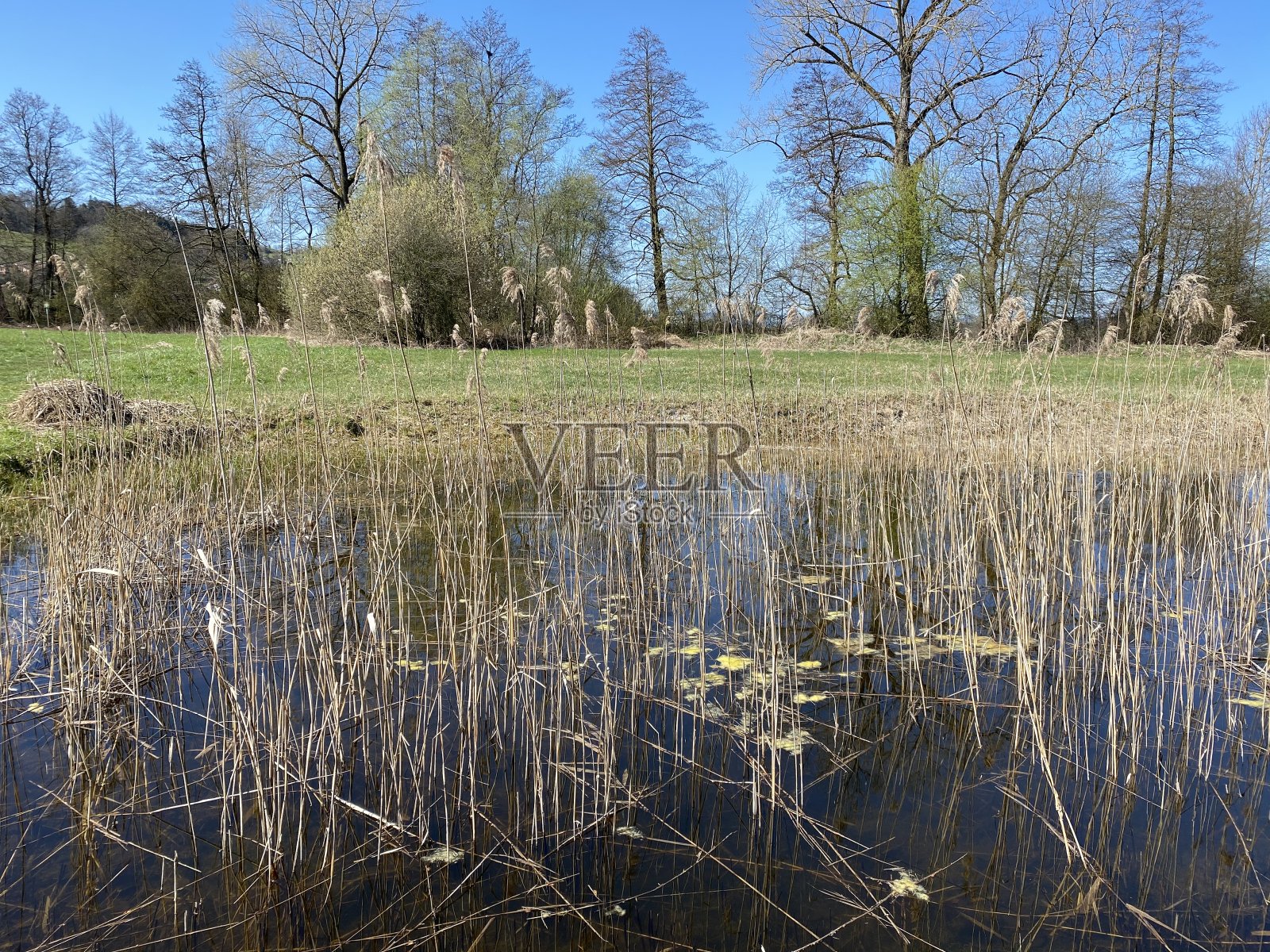 莫恩湖或莫恩湖(莫恩湖)山谷中的小池塘和低地湿地牧场-瑞士卢塞恩州(瑞士)照片摄影图片