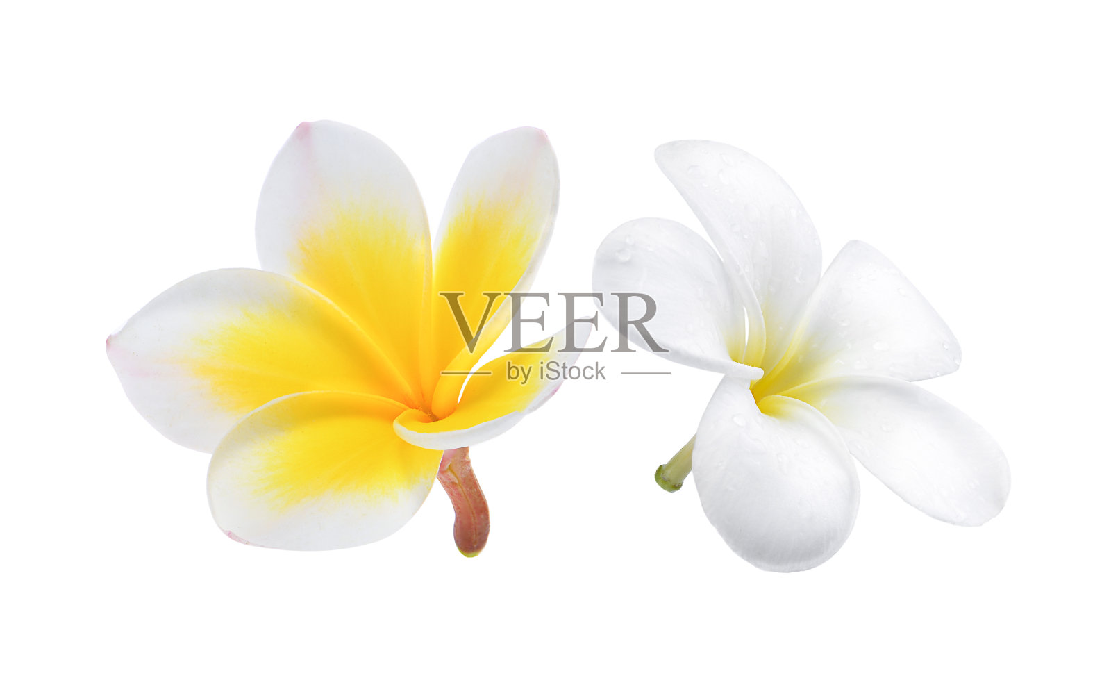 鸡蛋花白色背景照片摄影图片