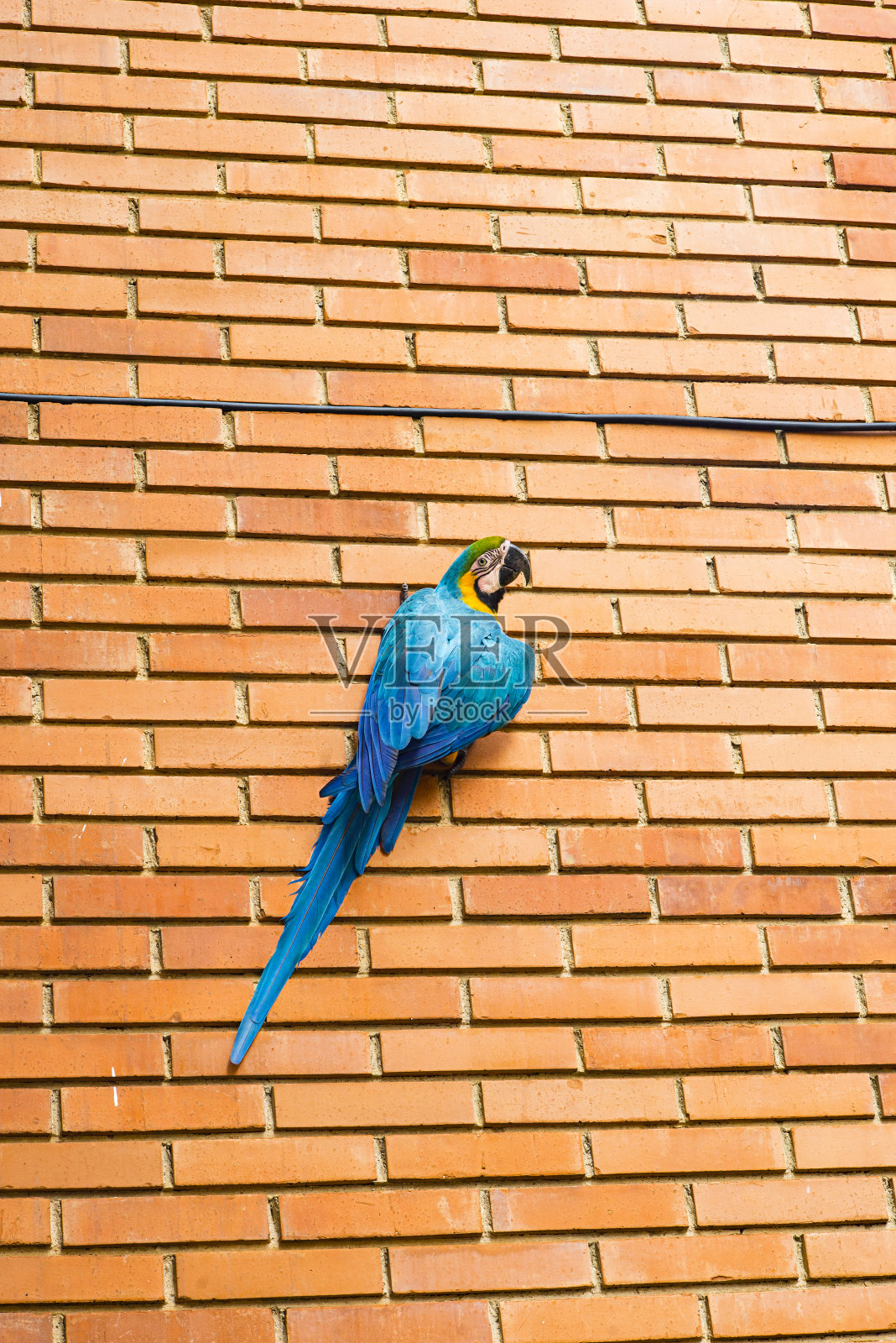 金刚鹦鹉照片摄影图片