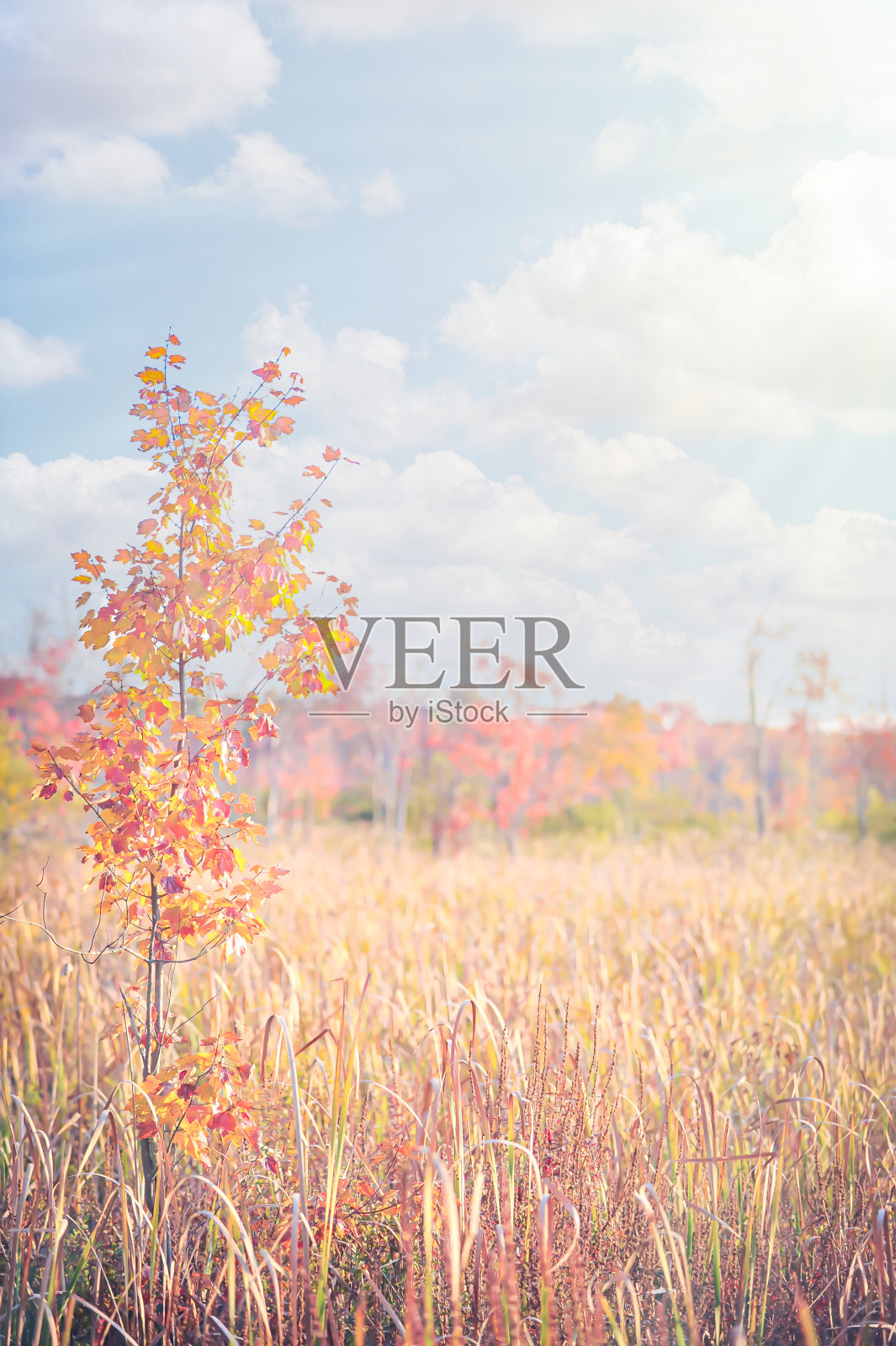 秋天照片摄影图片