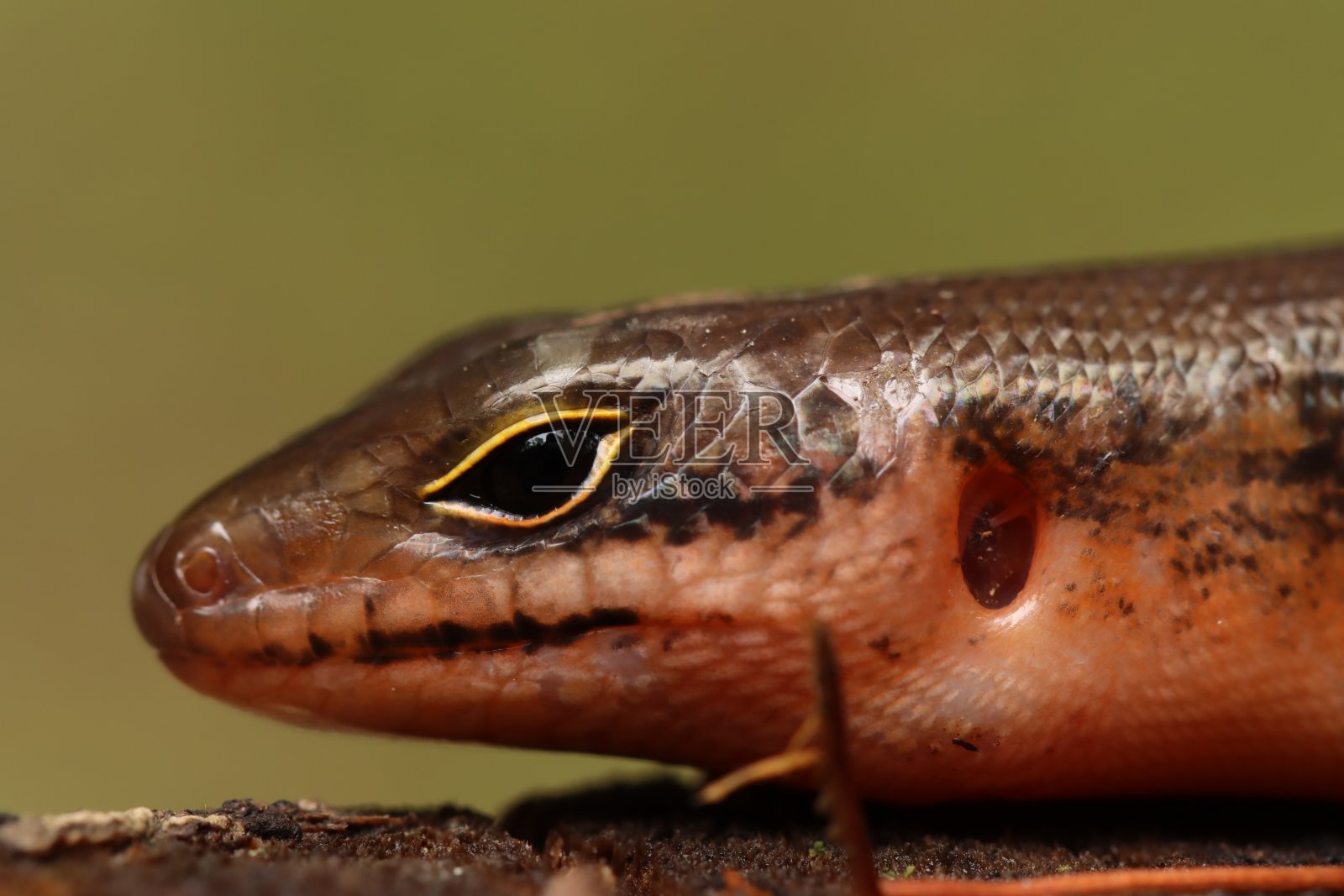 极近距离照片，蝶形蛙头部照片摄影图片