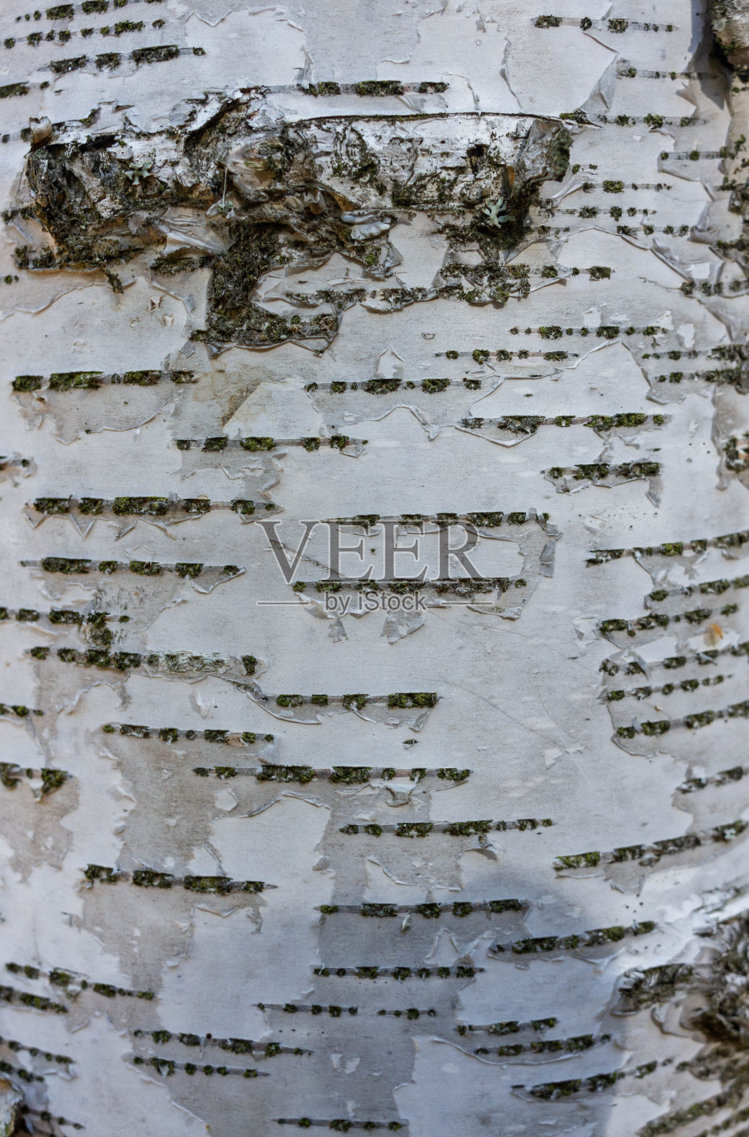 桦树皮天然纹理照片摄影图片