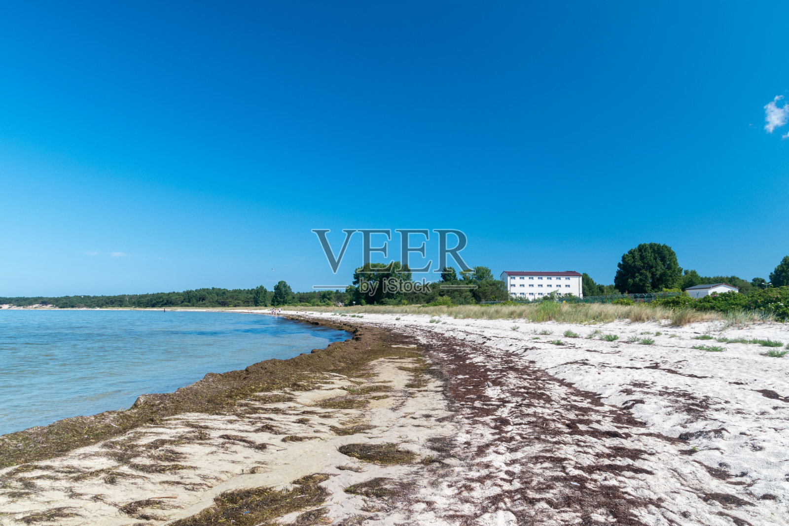 有海藻的沙滩。被海浪抛上岸的海草照片摄影图片