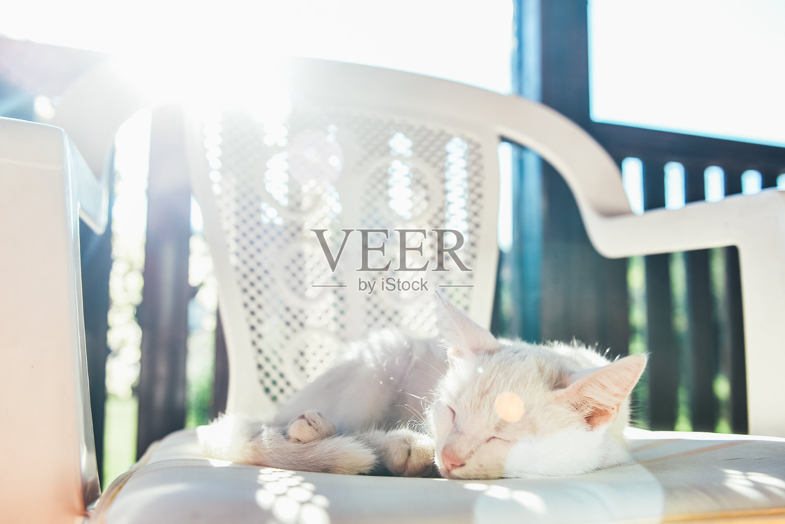 可爱的懒白猫躺着照片摄影图片