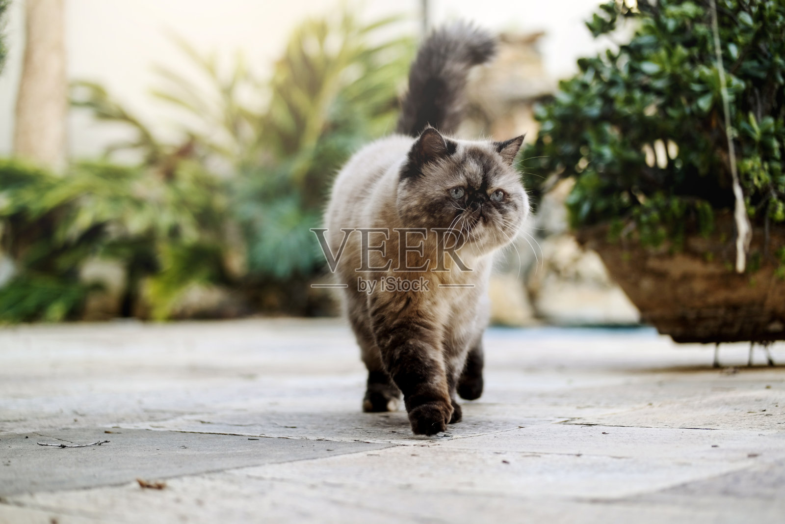 波斯猫在家。照片摄影图片