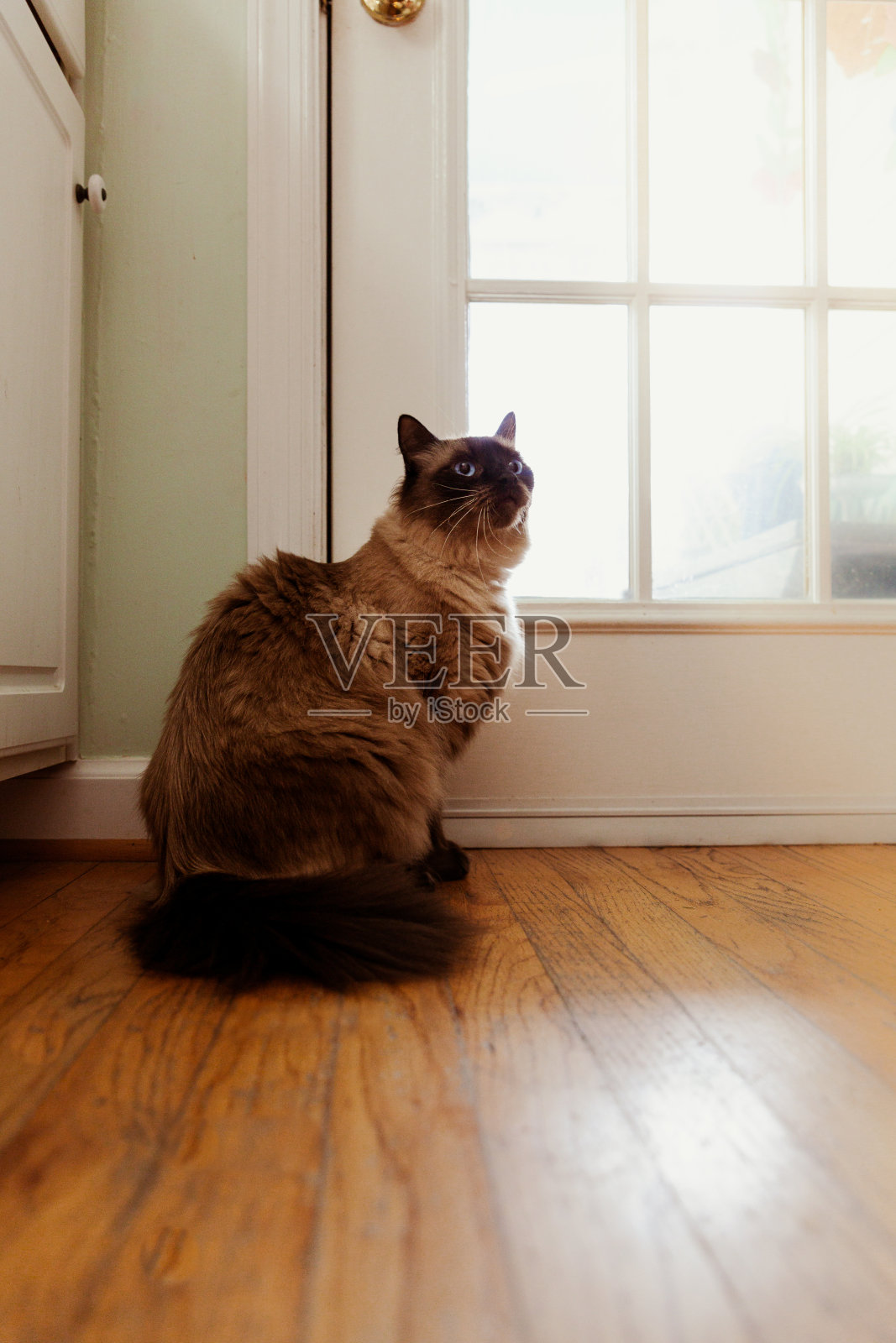 布偶猫的猫照片摄影图片