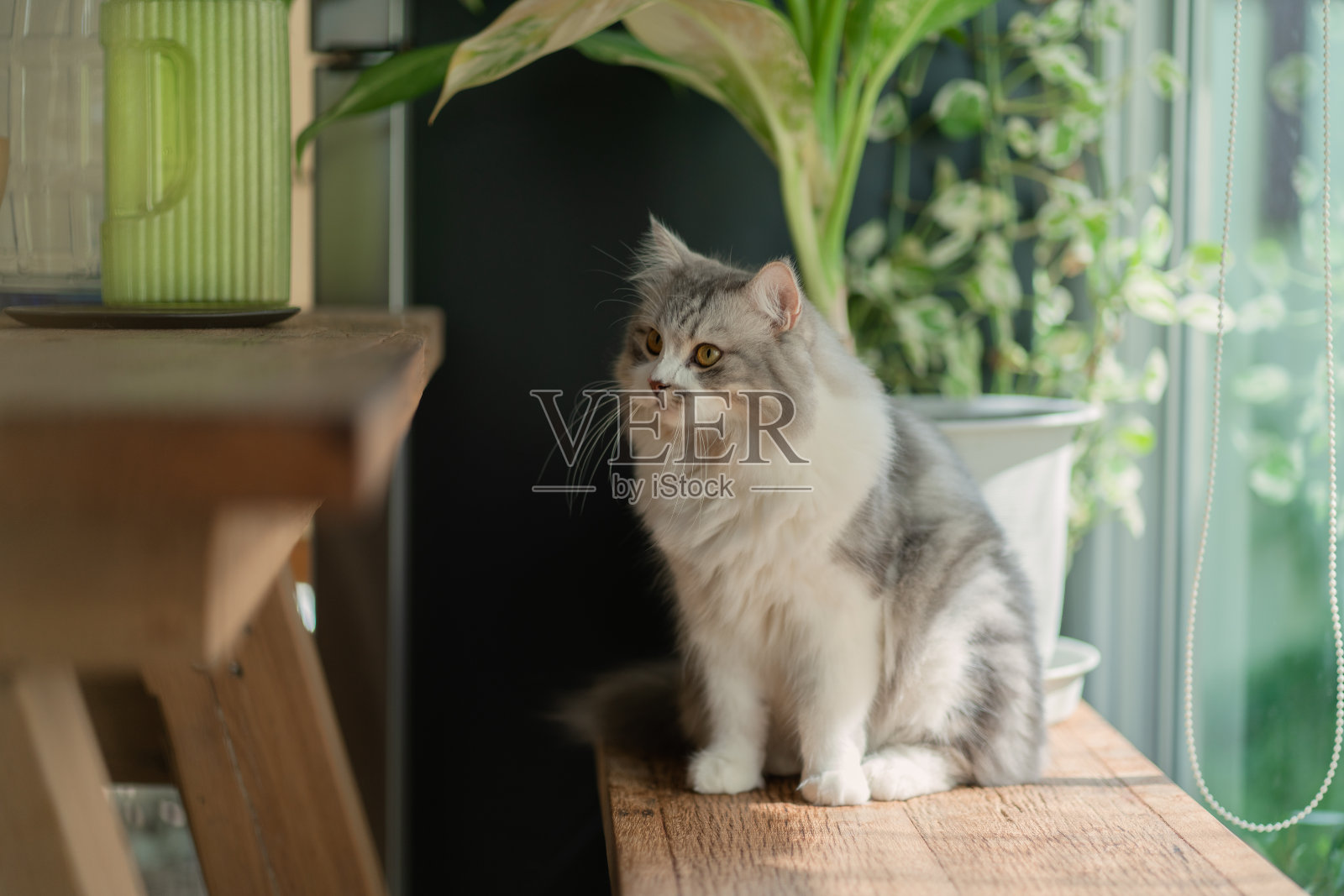 西伯利亚猫在窗边休息照片摄影图片