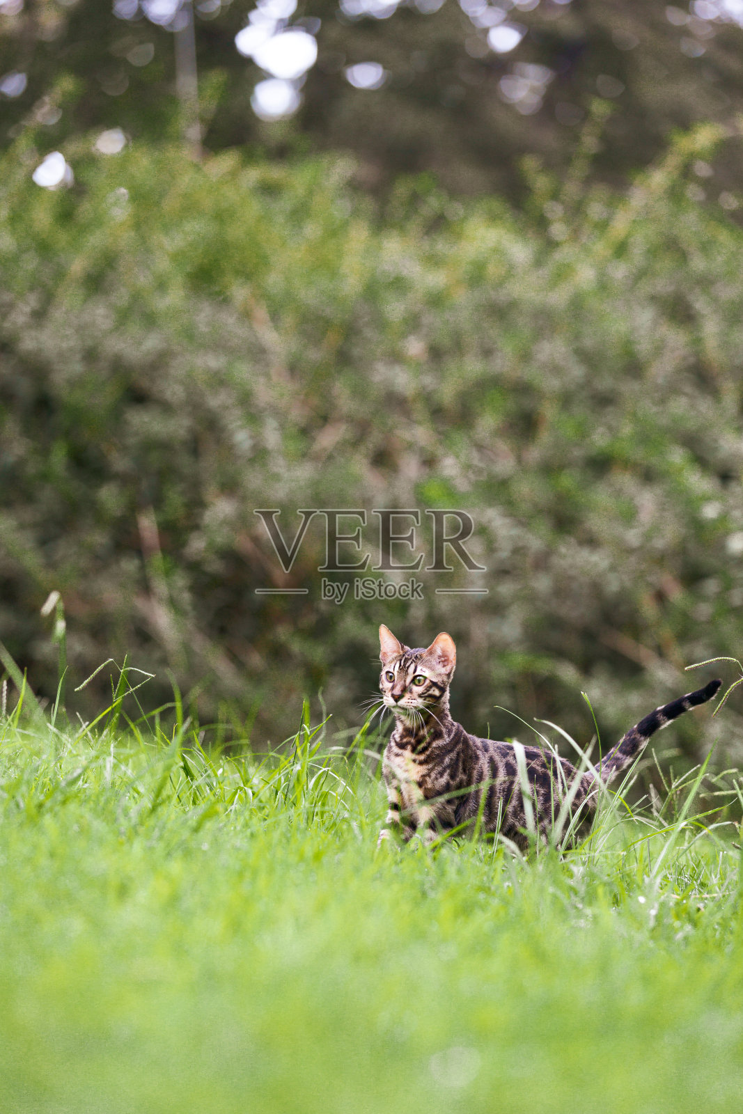 孟加拉的小猫照片摄影图片