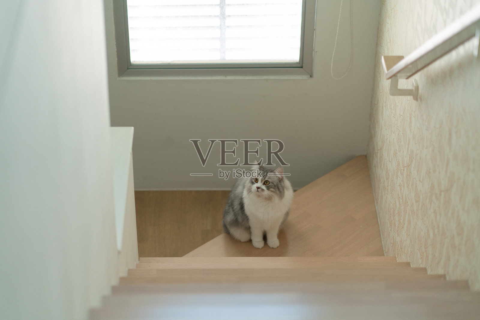 西伯利亚猫走在楼梯上照片摄影图片