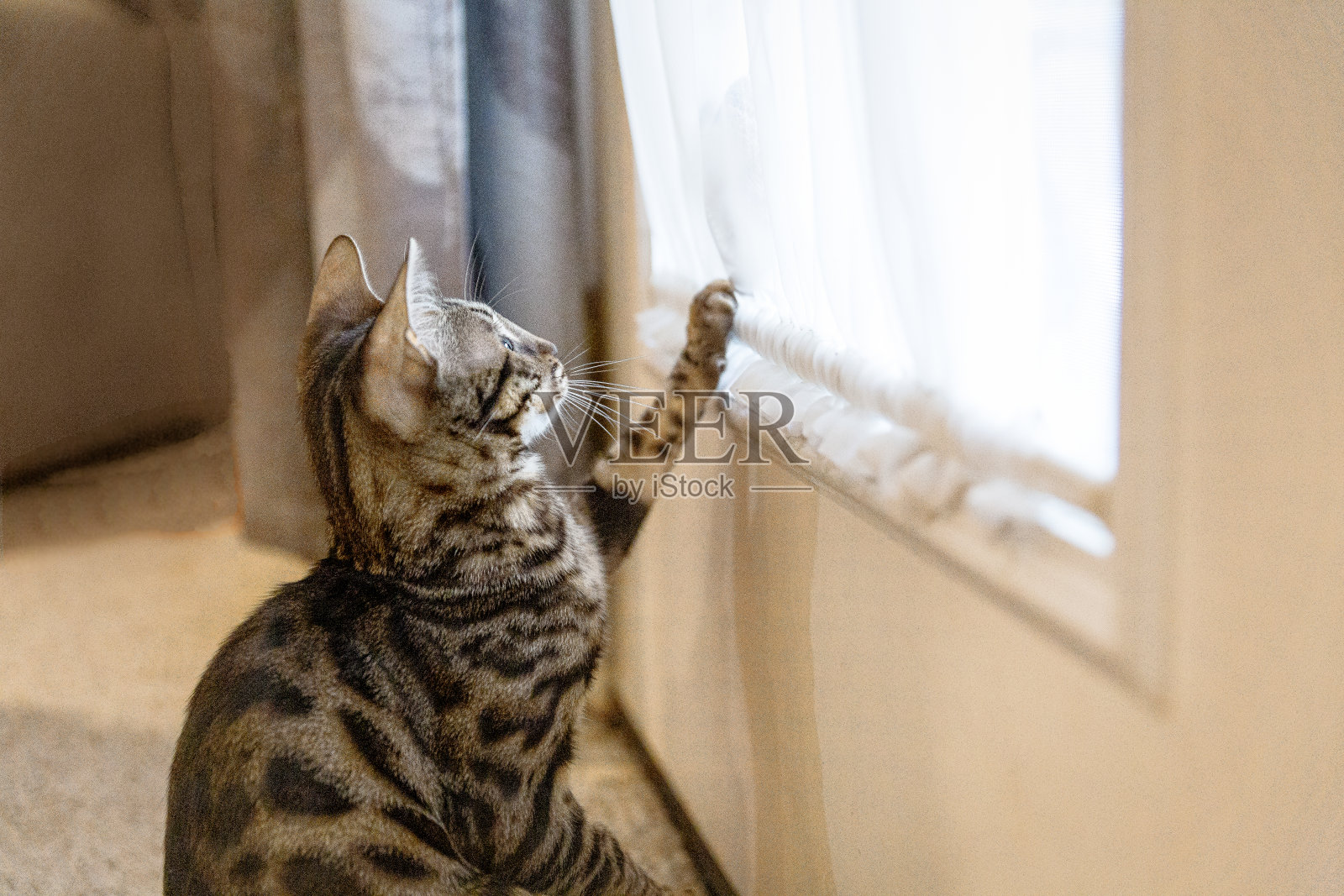 孟加拉的小猫照片摄影图片