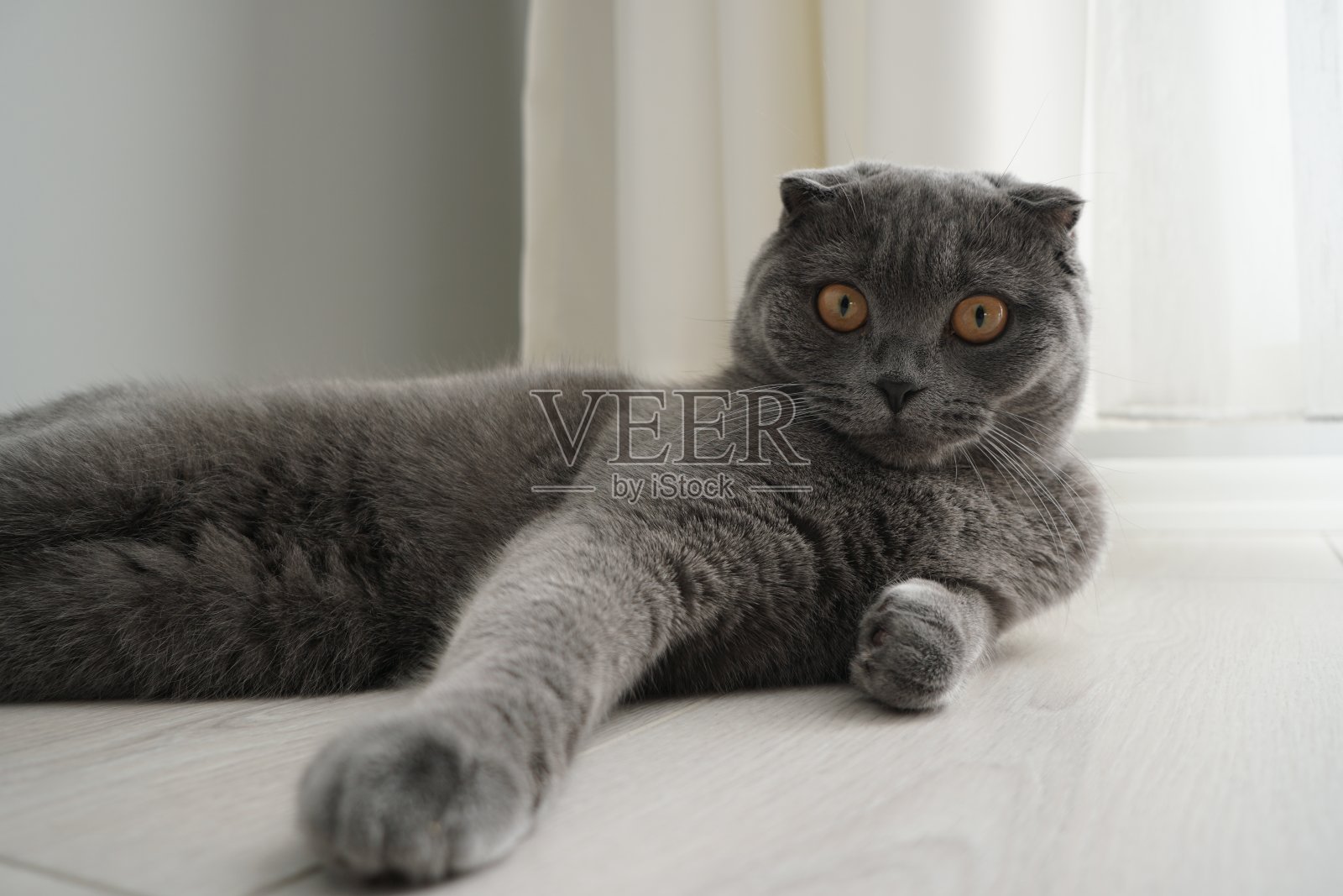 苏格兰折耳猫照片摄影图片