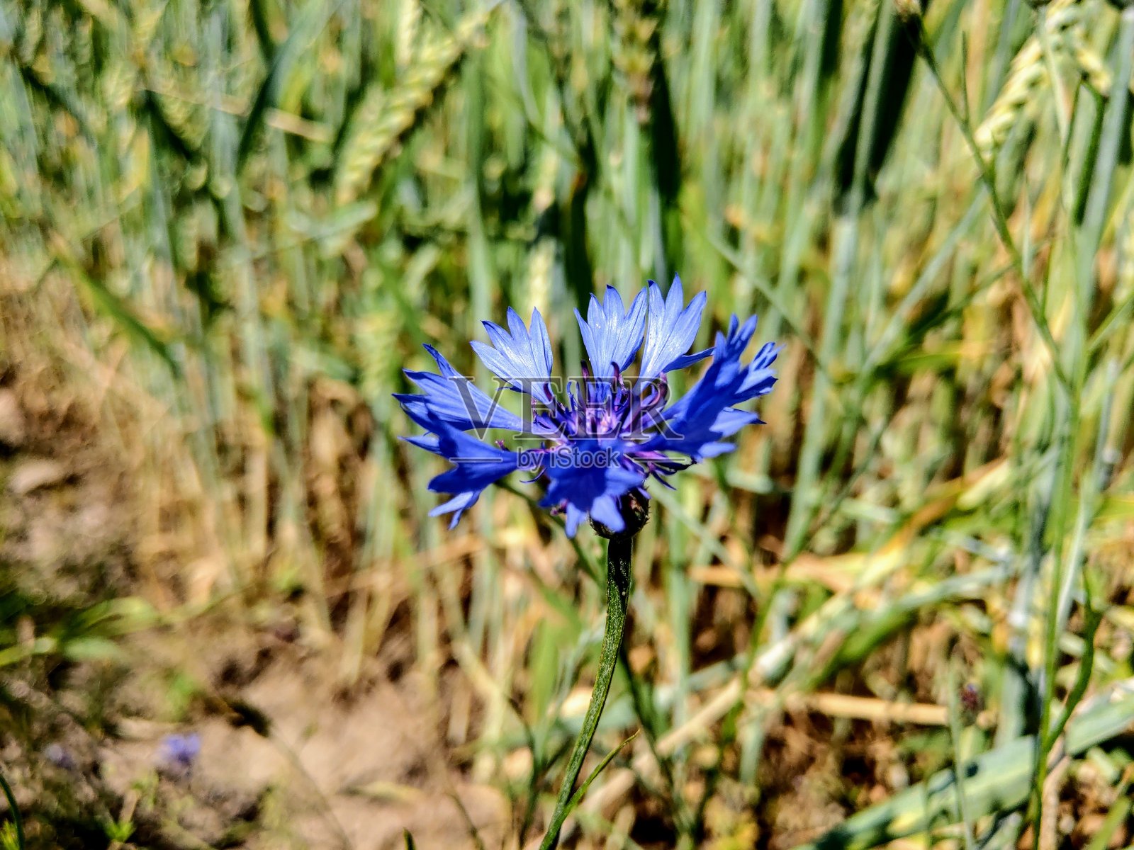 矢车菊密切起来。蓝花微距照片。照片摄影图片