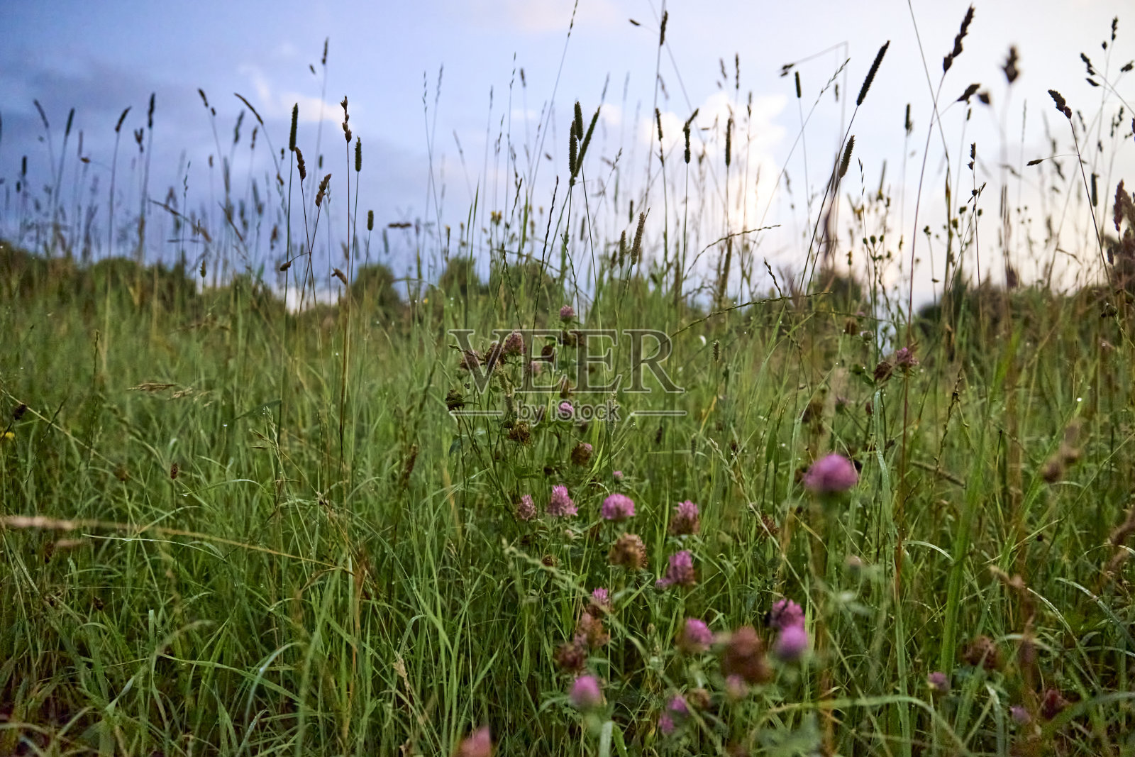 早上在巴伐利亚的山地草地上散步照片摄影图片