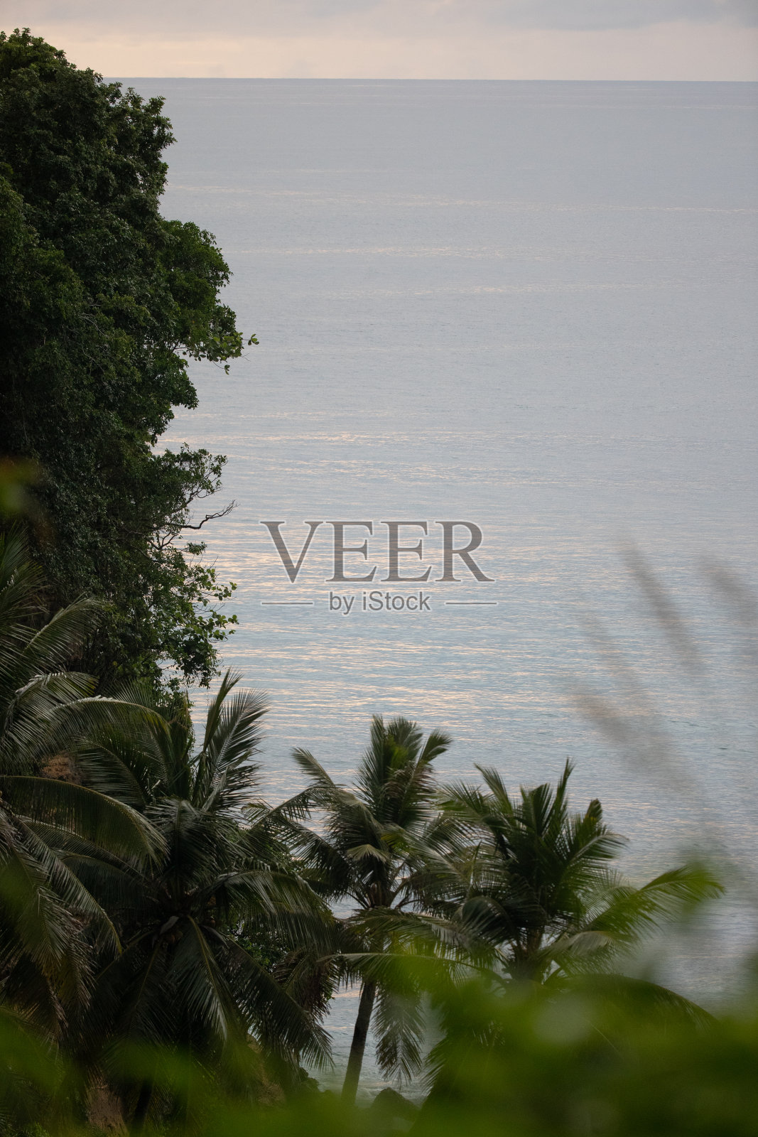 海洋上郁郁葱葱的树叶照片摄影图片