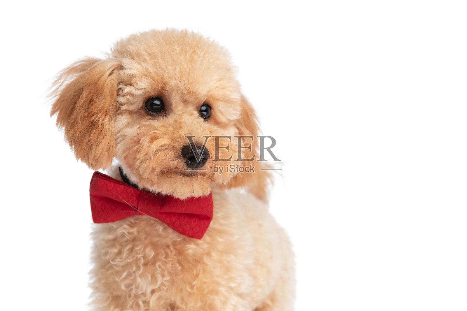 戴着红领结的漂亮狗狗照片摄影图片