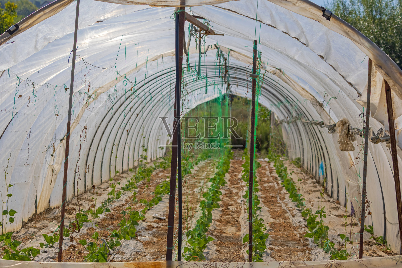 温室内部照片摄影图片
