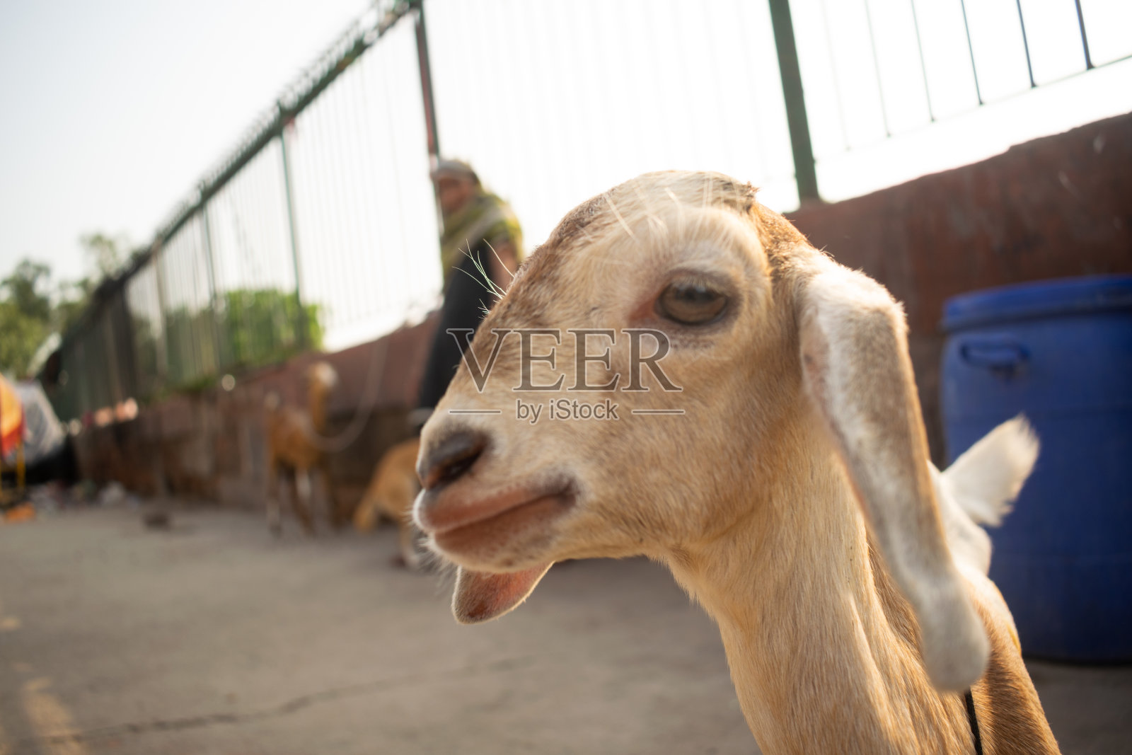 可爱的小山羊看着镜头微笑照片摄影图片