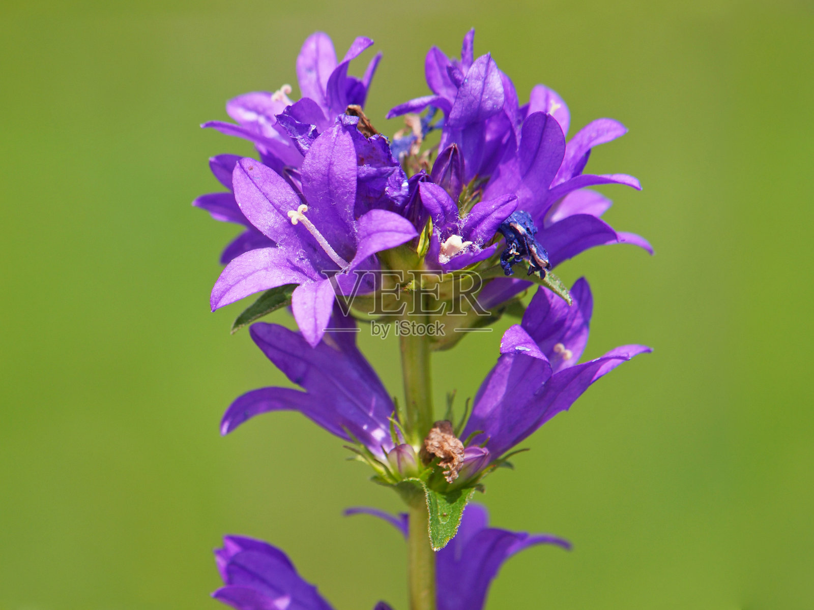 簇生桔梗的紫色花，桔梗照片摄影图片