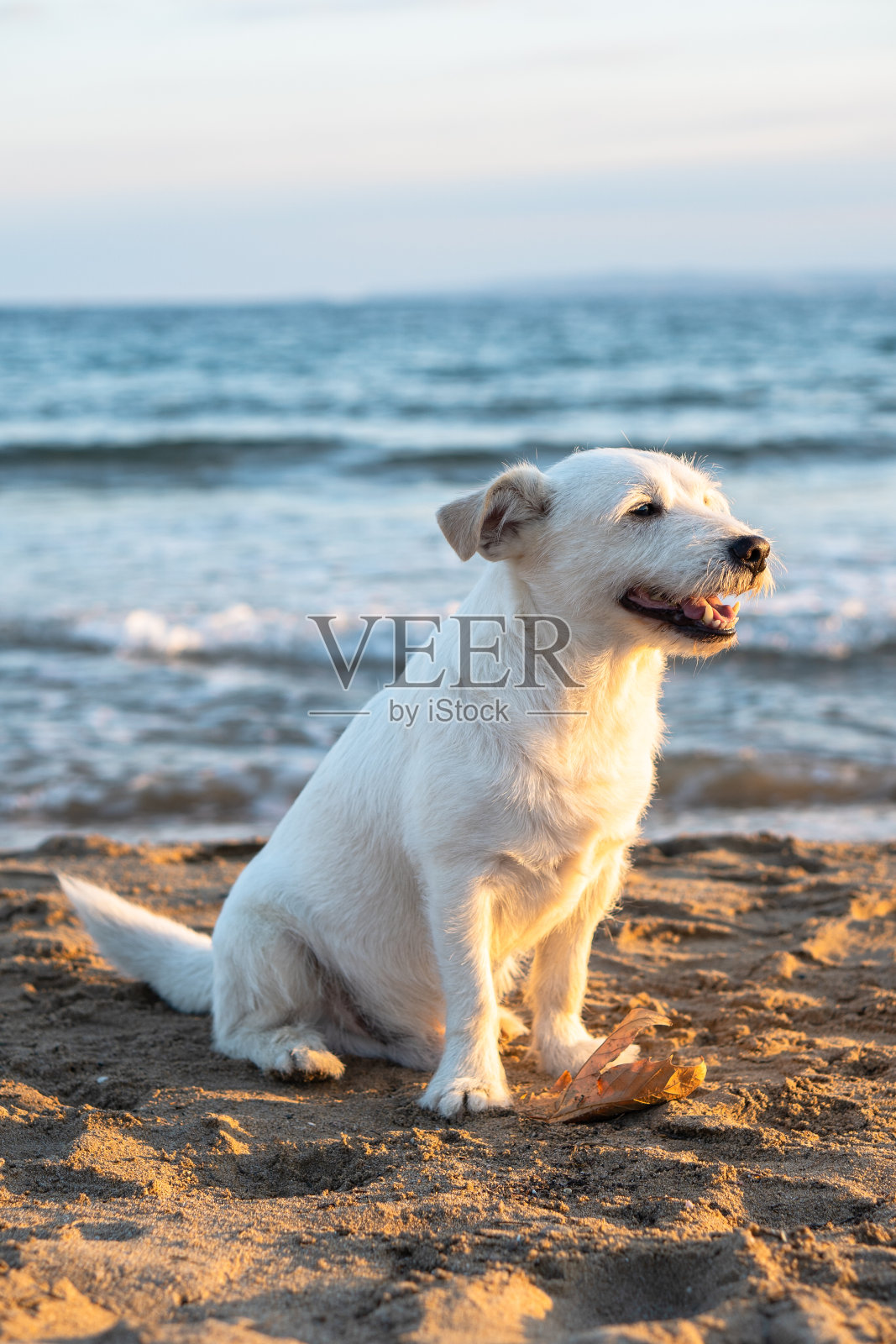 沙滩上一只狗的肖像照片摄影图片