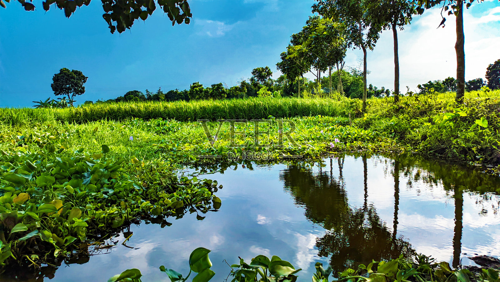 美丽的风景，稻田和五颜六色的蓝天，湖泊，背景，孟加拉国。照片摄影图片