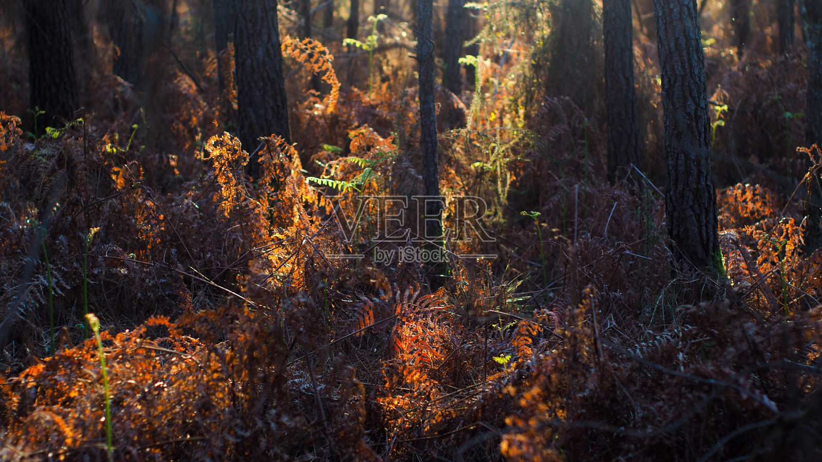 加斯科涅森林里的暖色照片摄影图片