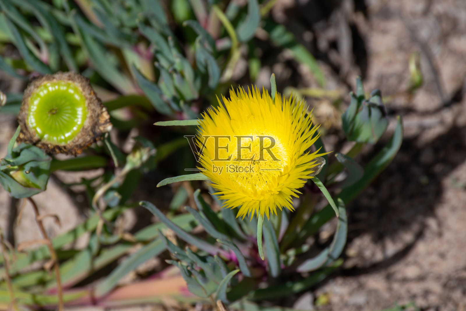 朵朵黄花照片摄影图片