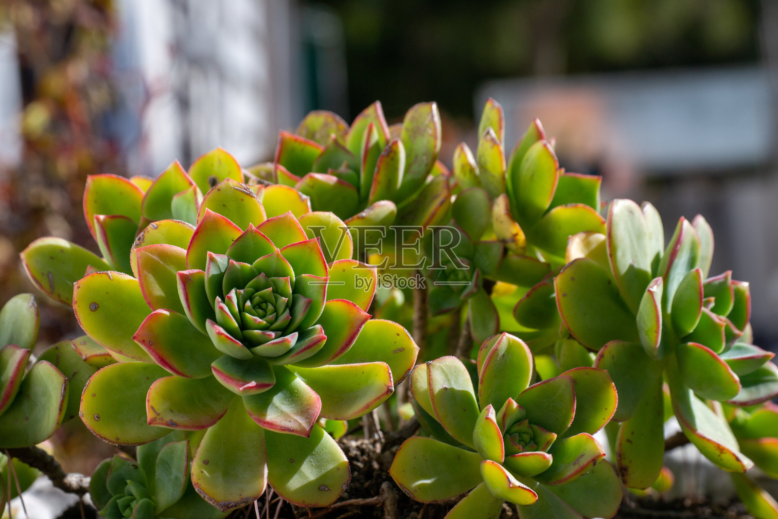 肉质植物照片摄影图片
