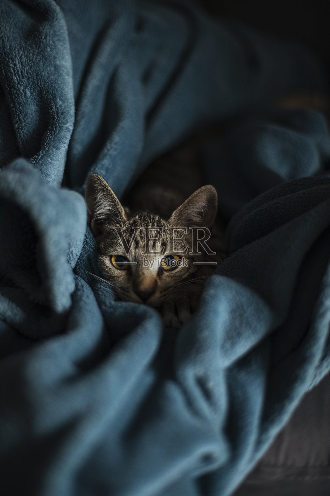 可爱的小猫咪照片摄影图片