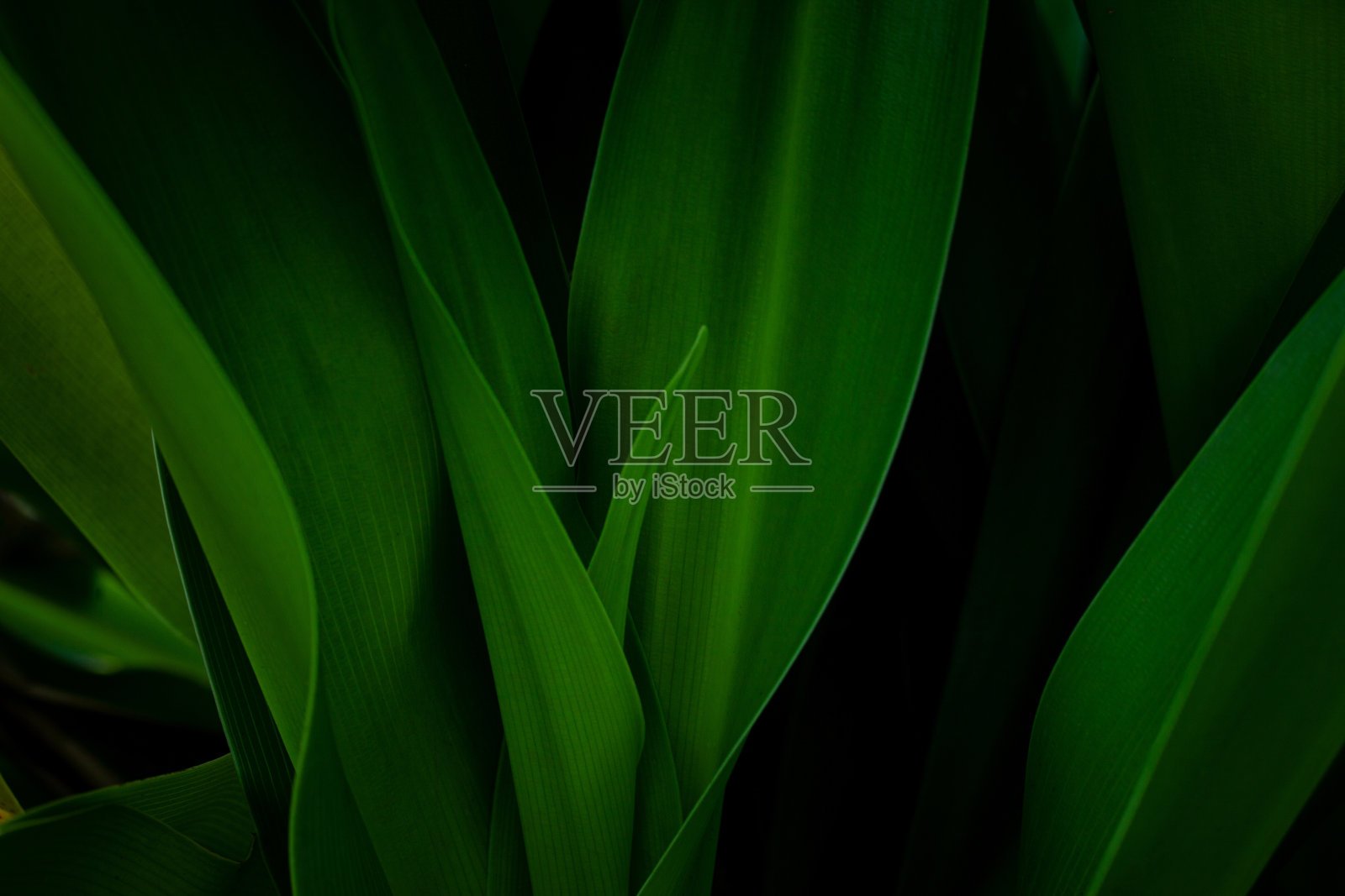 抽象绿叶纹理，暗色绿叶自然背景照片摄影图片