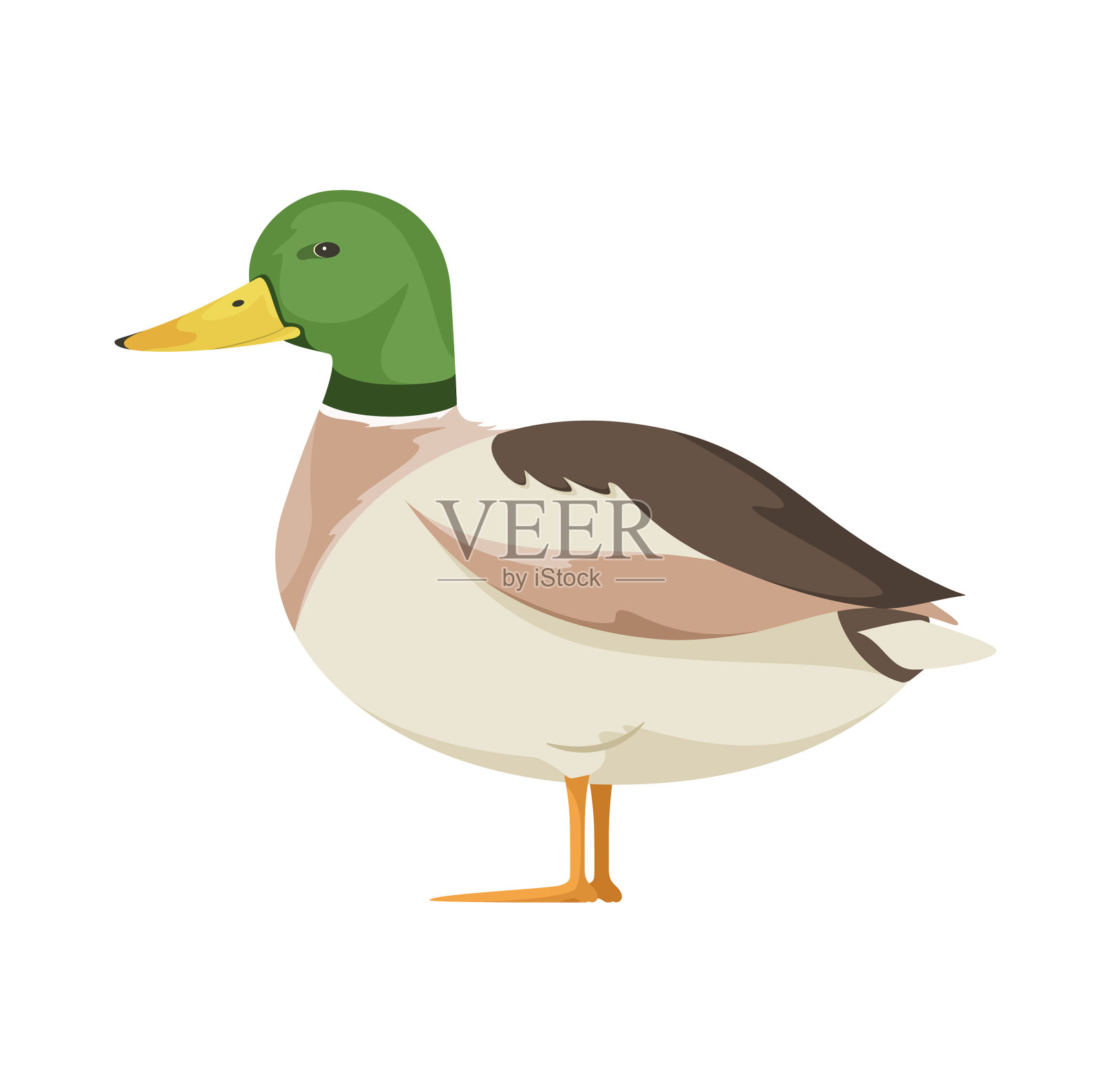 鸭插画图片素材