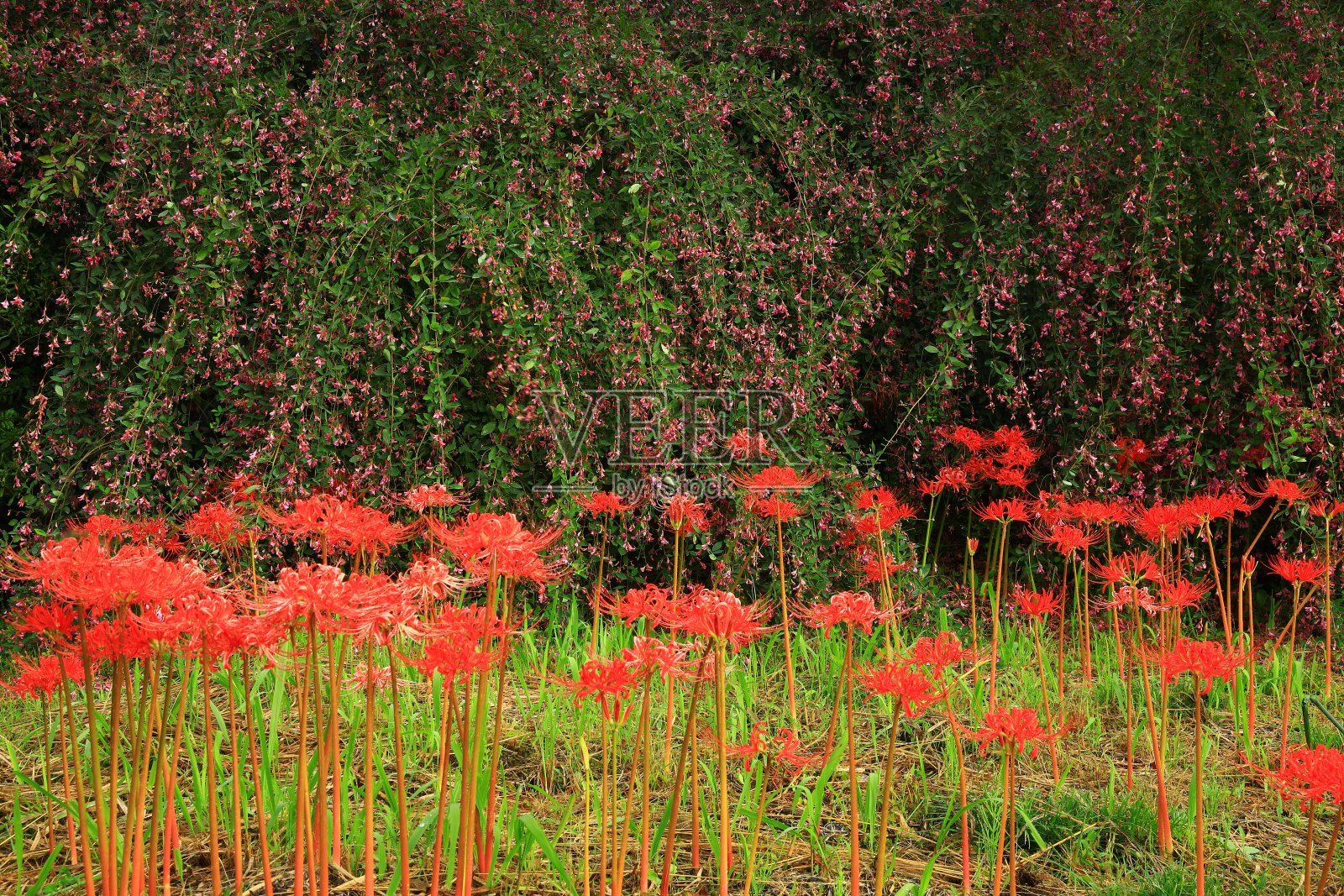 晨雾和一簇孤挺花的景观照片摄影图片