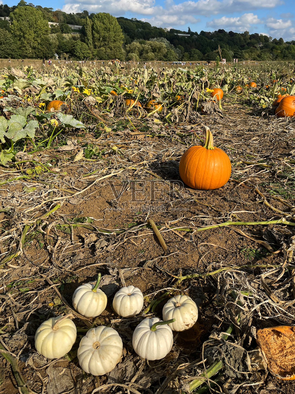 泥泞的农田图像，成熟的，橙色的南瓜和白色的葫芦在田里生长，准备为万圣节出售，晴天蓝天，聚焦前景照片摄影图片