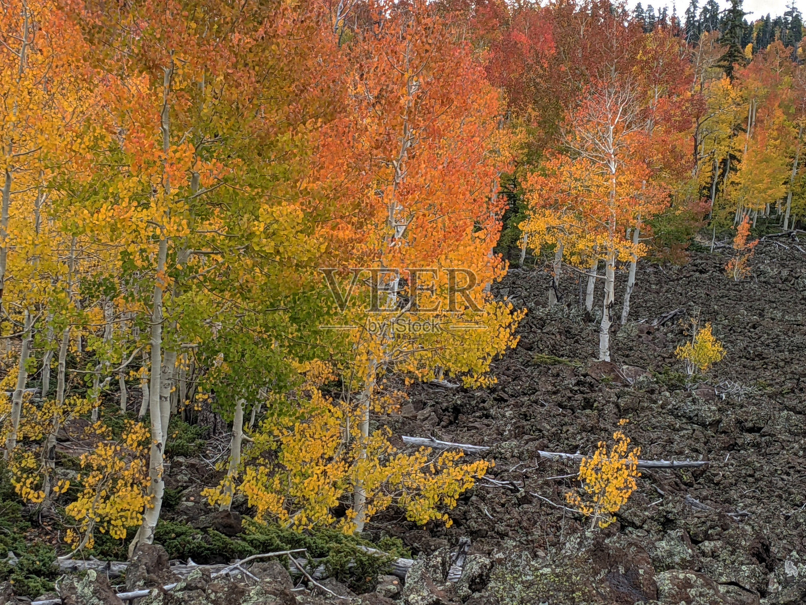 2021年10月，犹他州达克溪附近的熔岩卵石间，白杨树的金色秋色照片摄影图片