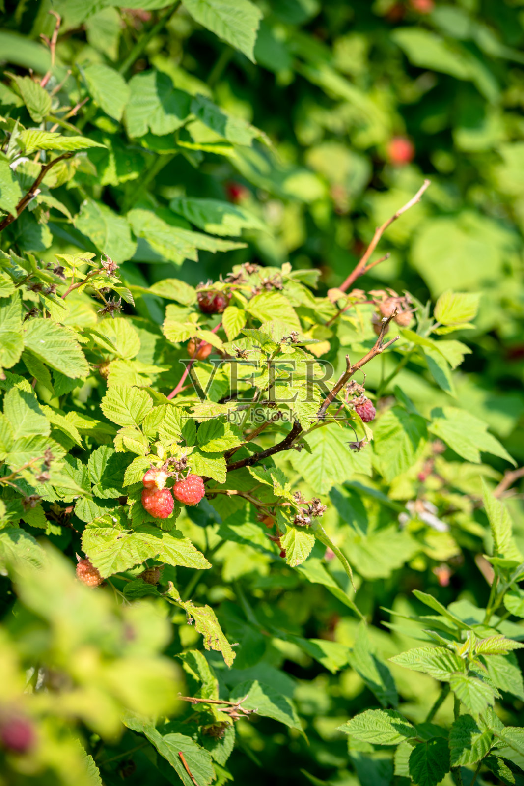 树莓灌木丛照片摄影图片
