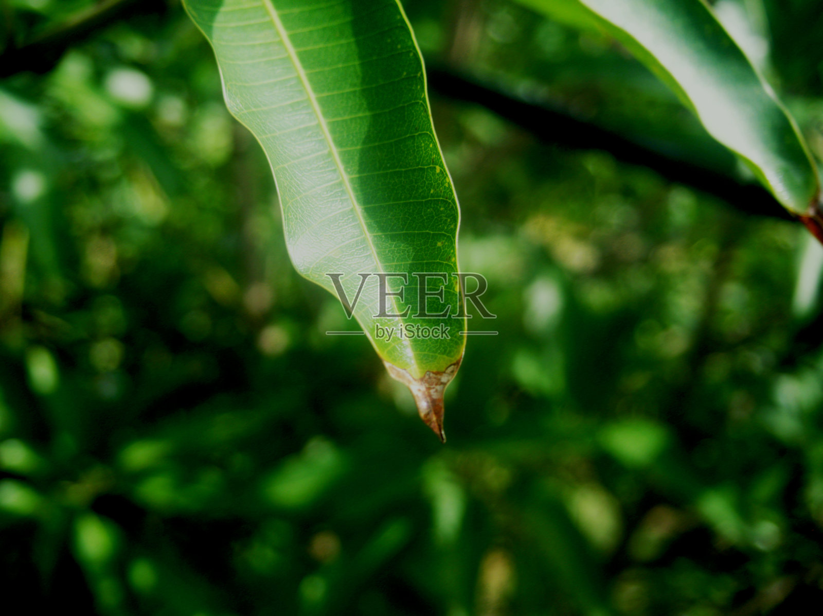 深绿色的心情照片摄影图片