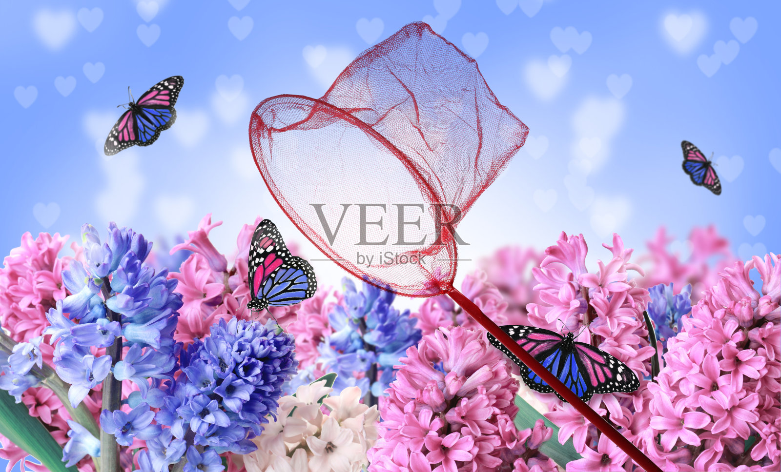 花圃里明亮的网和脆弱的帝王蝶照片摄影图片