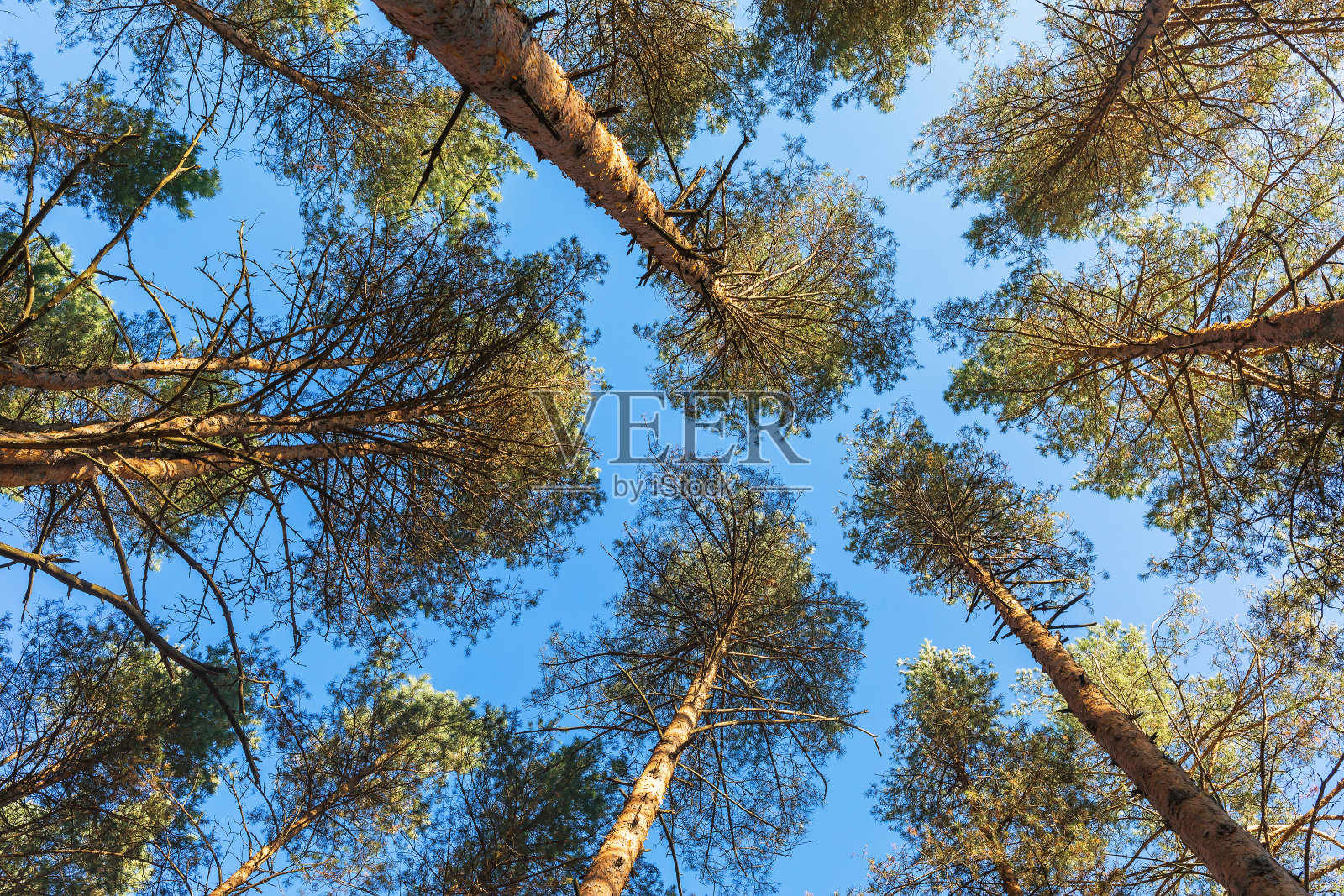 树梢在天空的映衬下的背景照片摄影图片