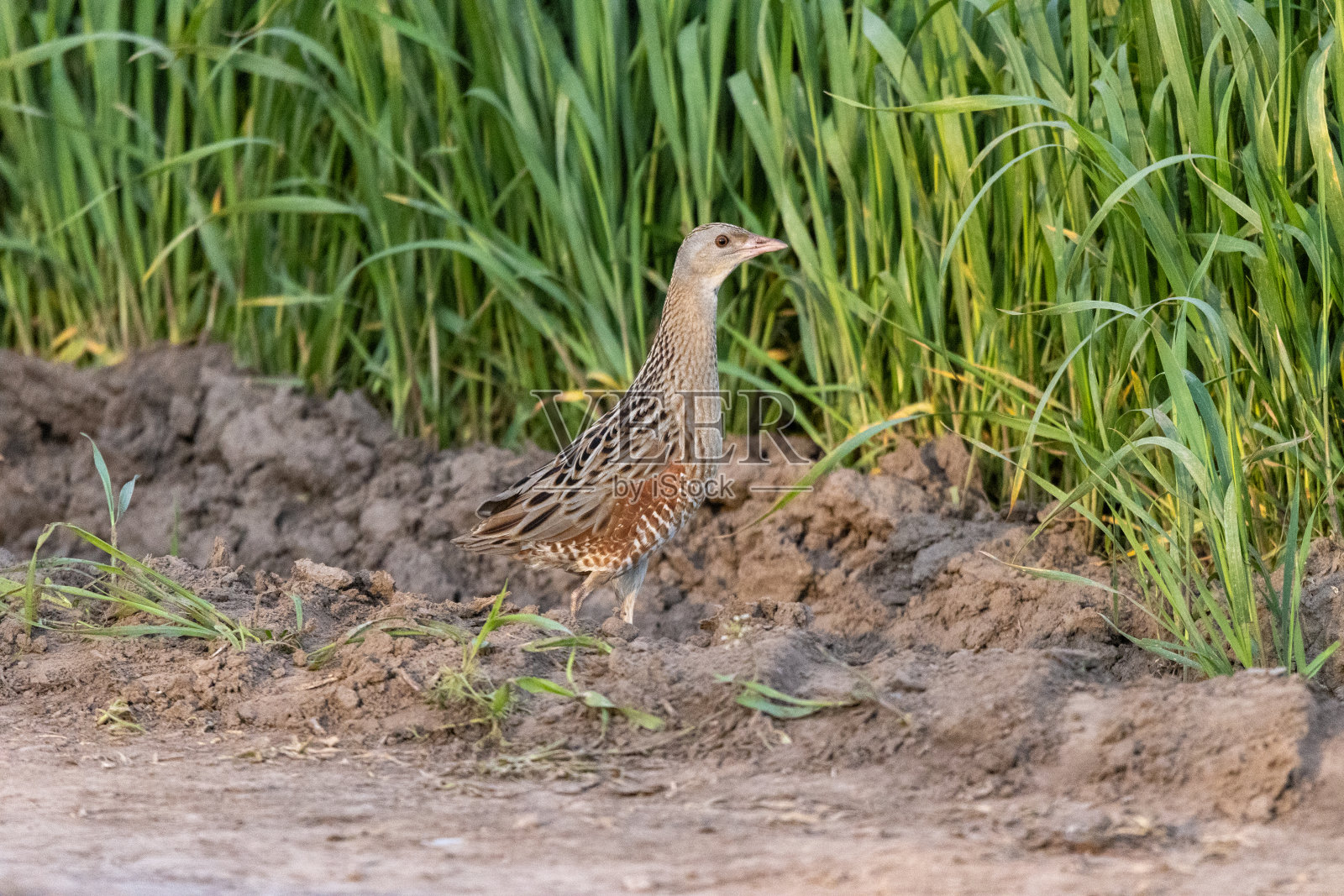 秧鸡，秧鸡。照片摄影图片